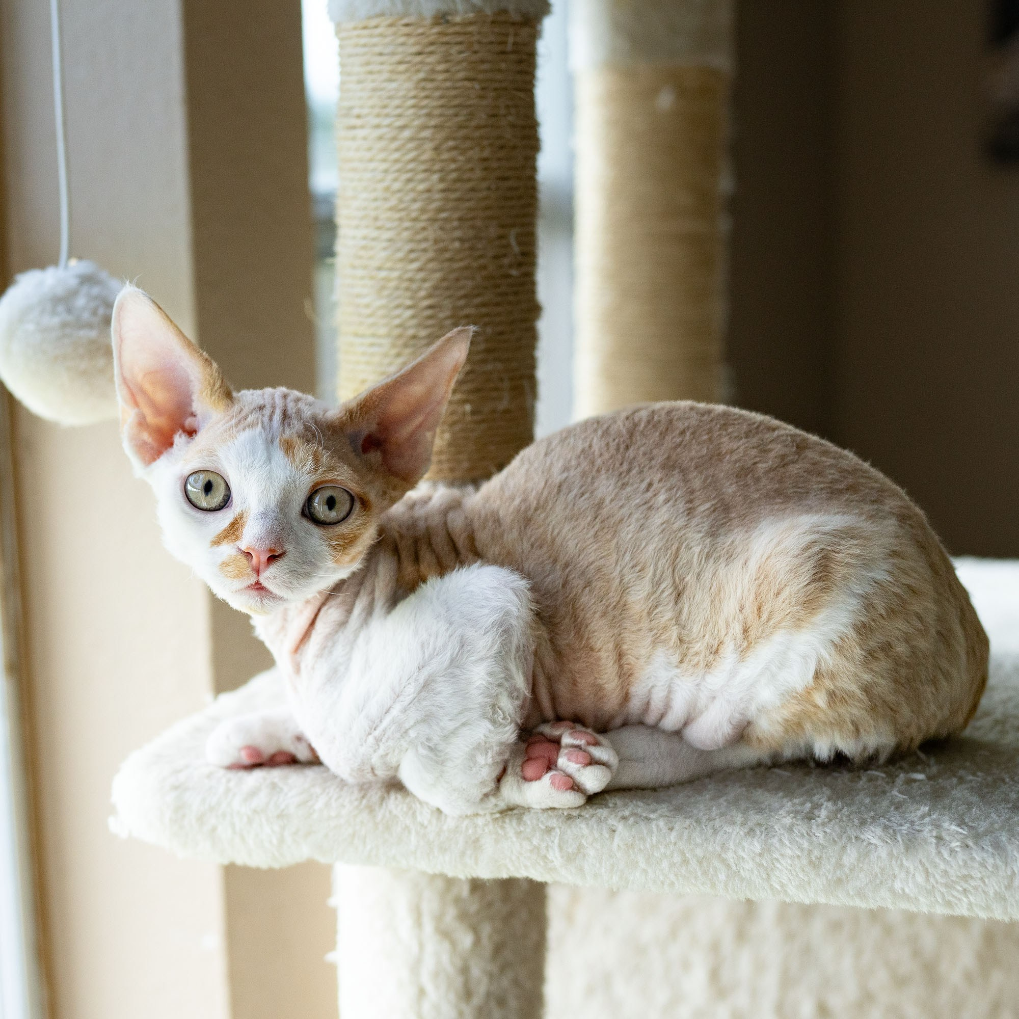 Devon Rex kitten twisted his paw strangely