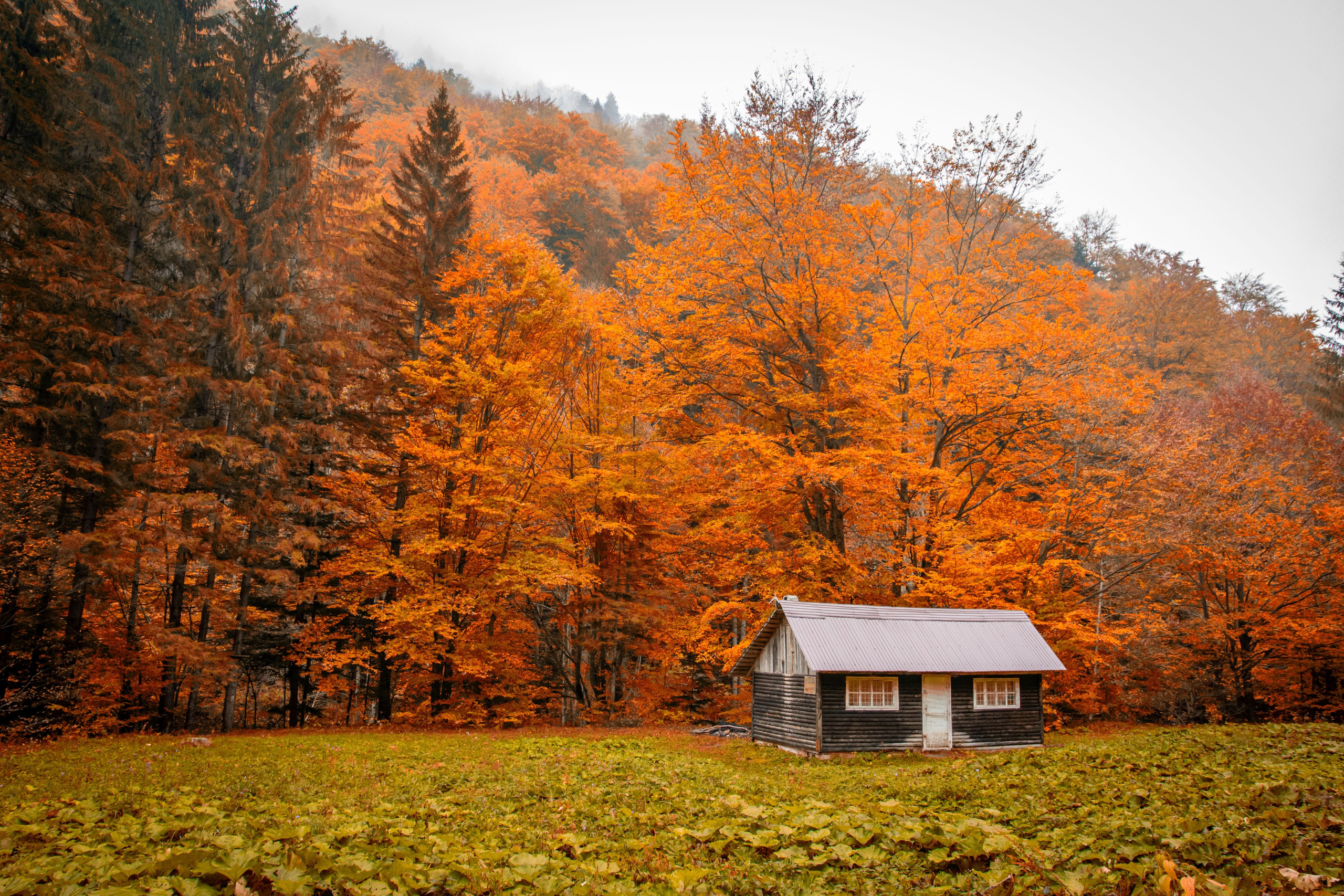 Călătorie. Daniel Hașiegan