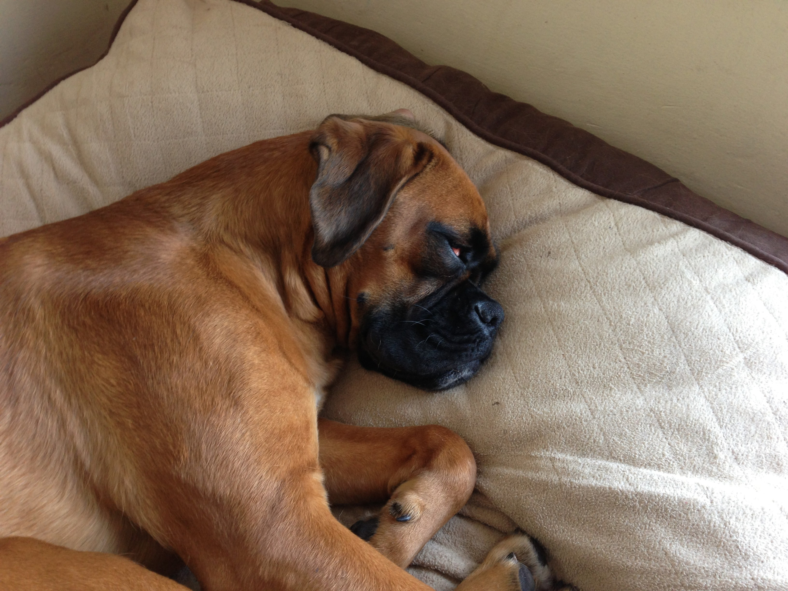 My ״Star״ Boxer Dog