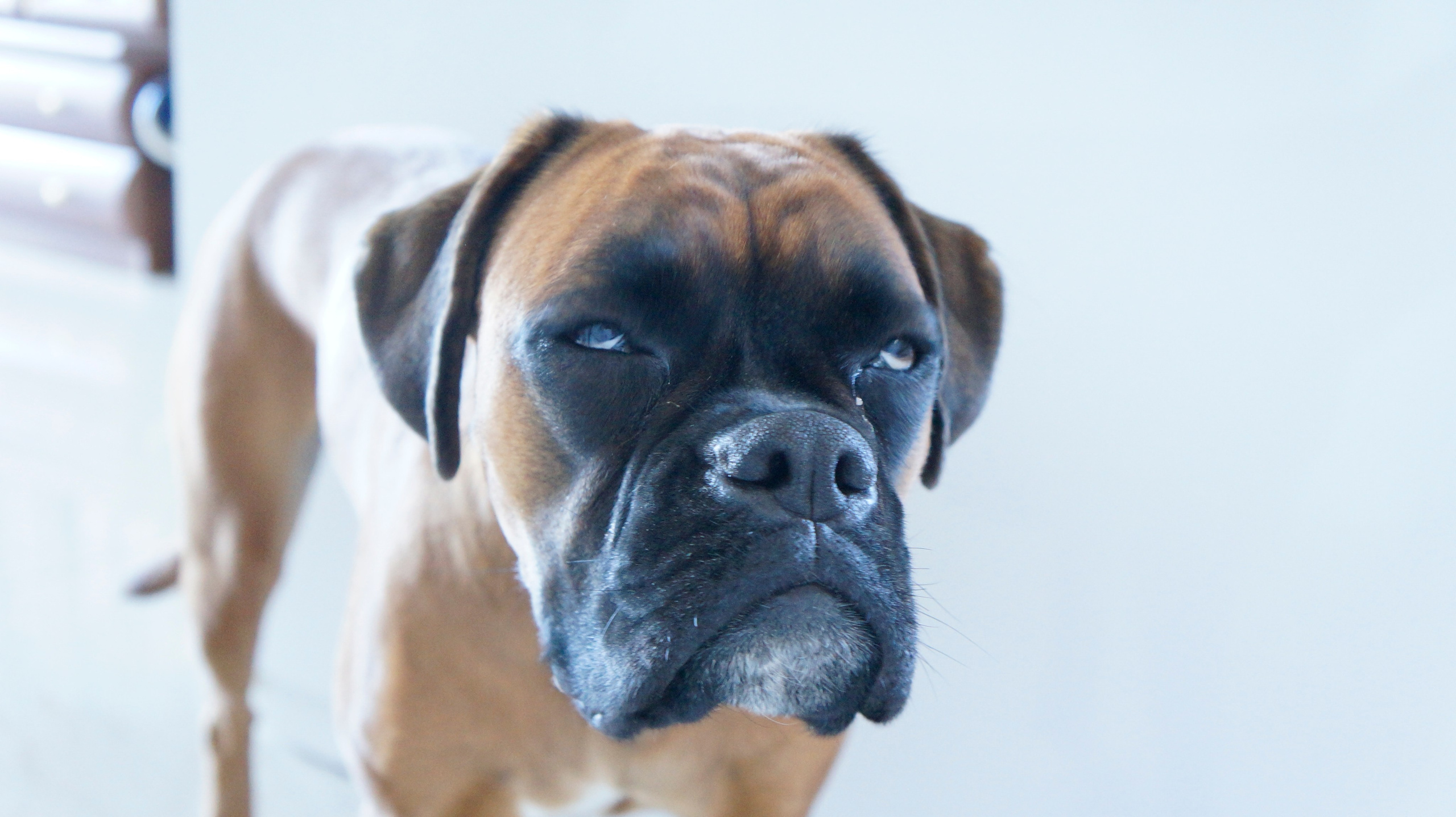 My ״Star״ Boxer Dog