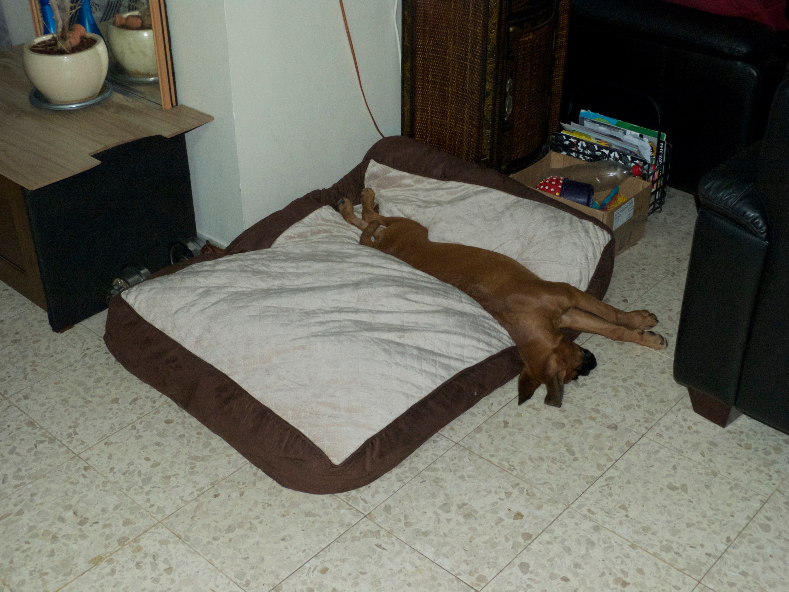 My ״Star״ Boxer Dog