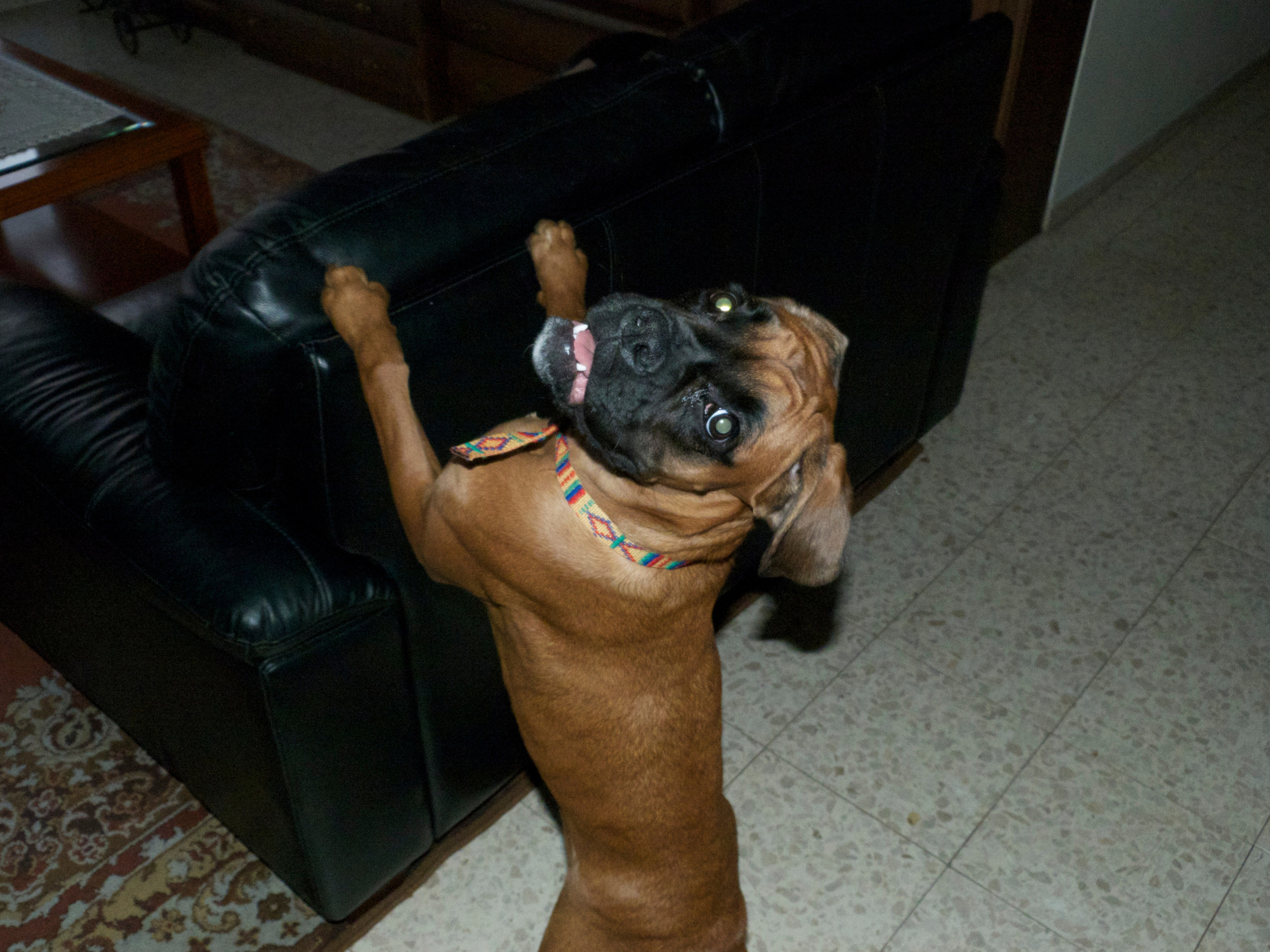 My ״Star״ Boxer Dog