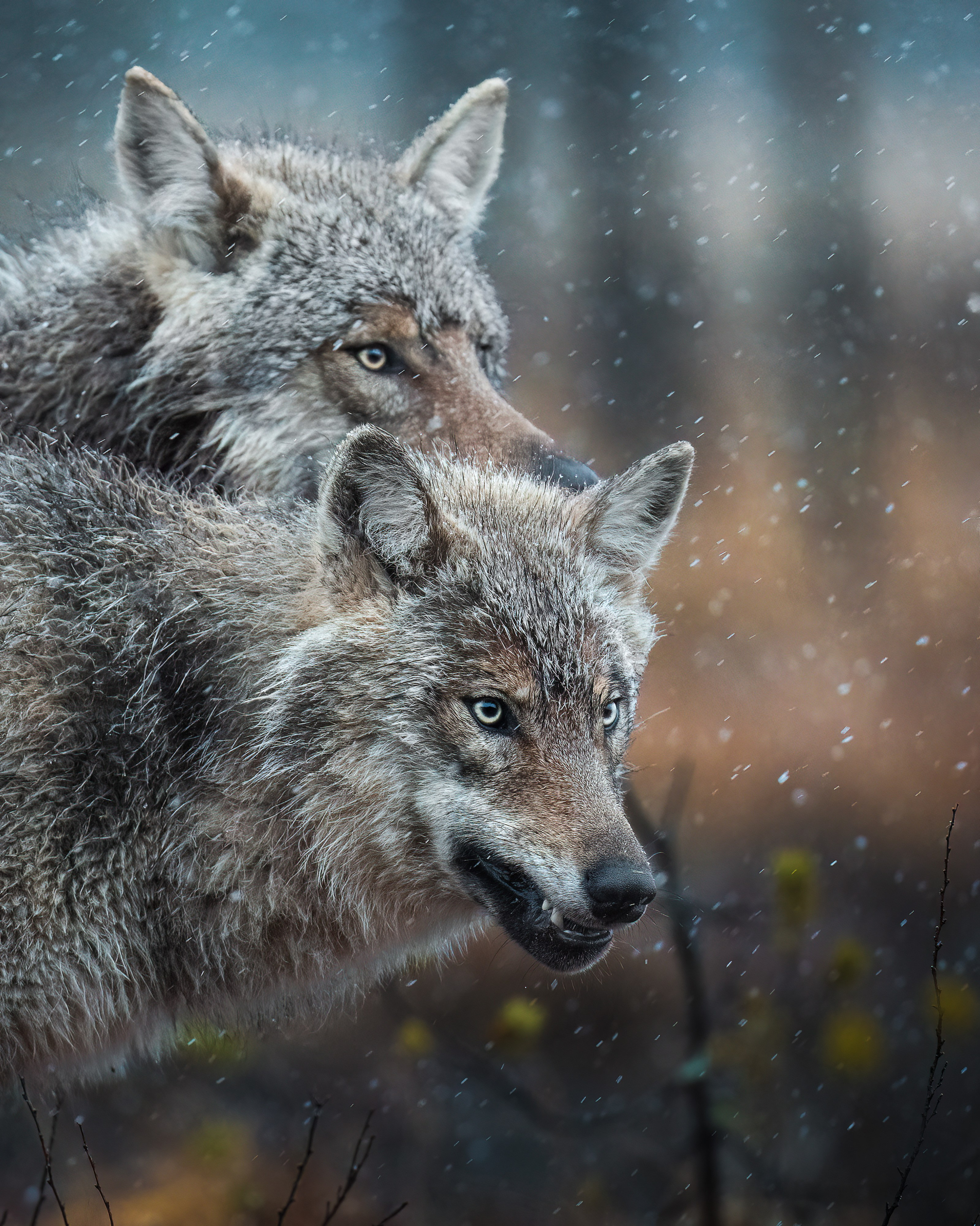 GALLERY. Fine art wildlife photographer Alexandra Surkova