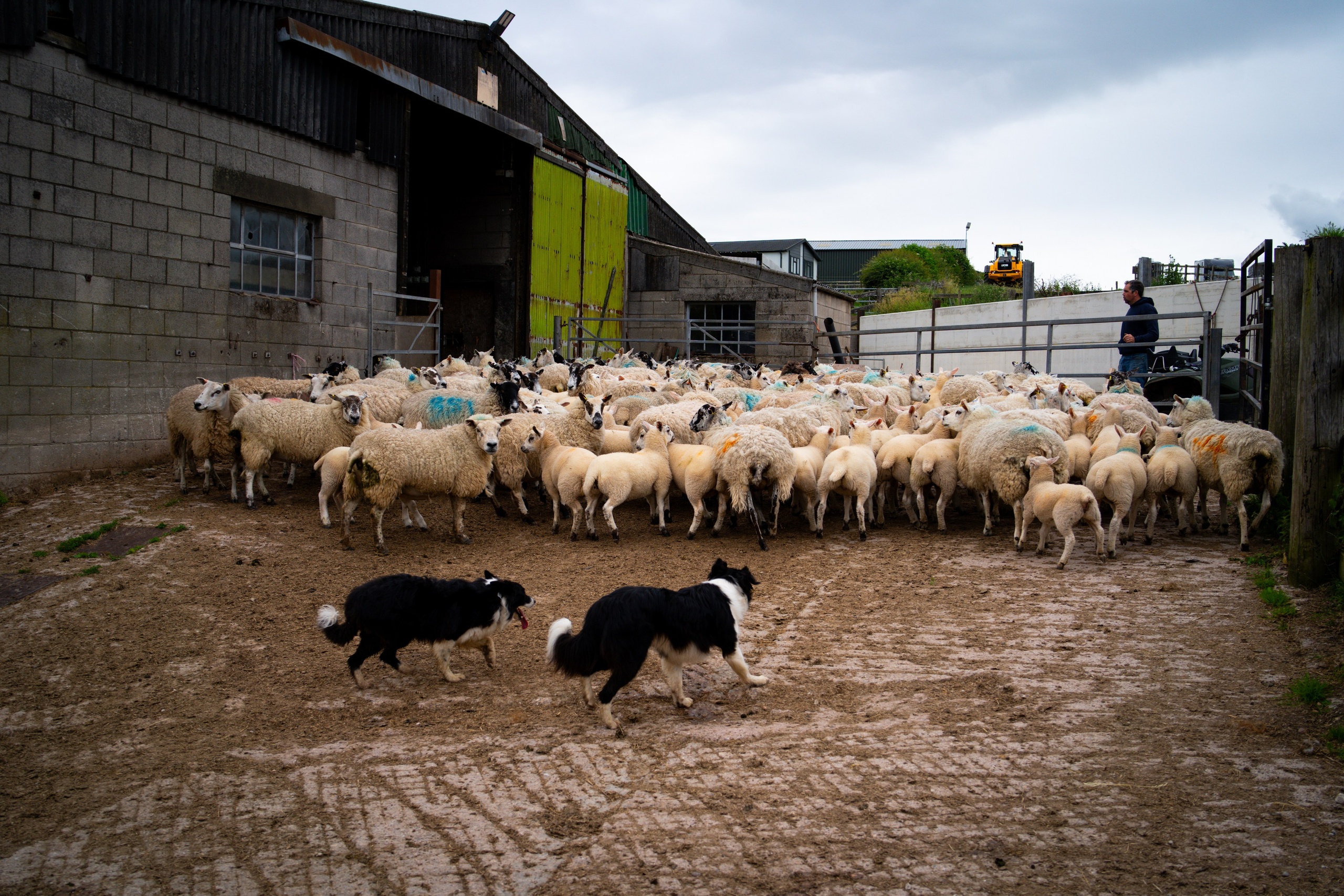 Farm Life. Ryan Hewitt Photographer