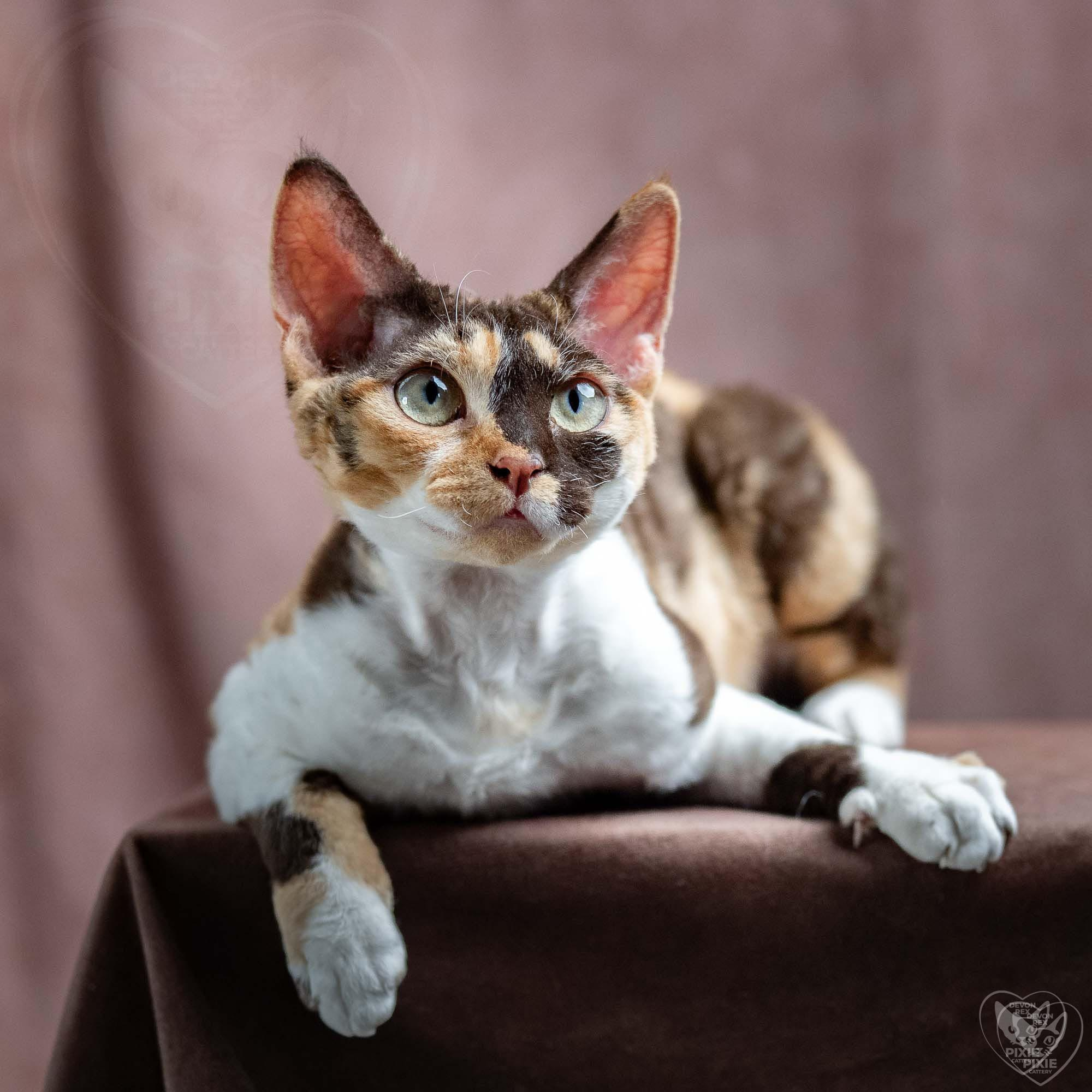 Malvina. Devon Rex Pixie Cattery