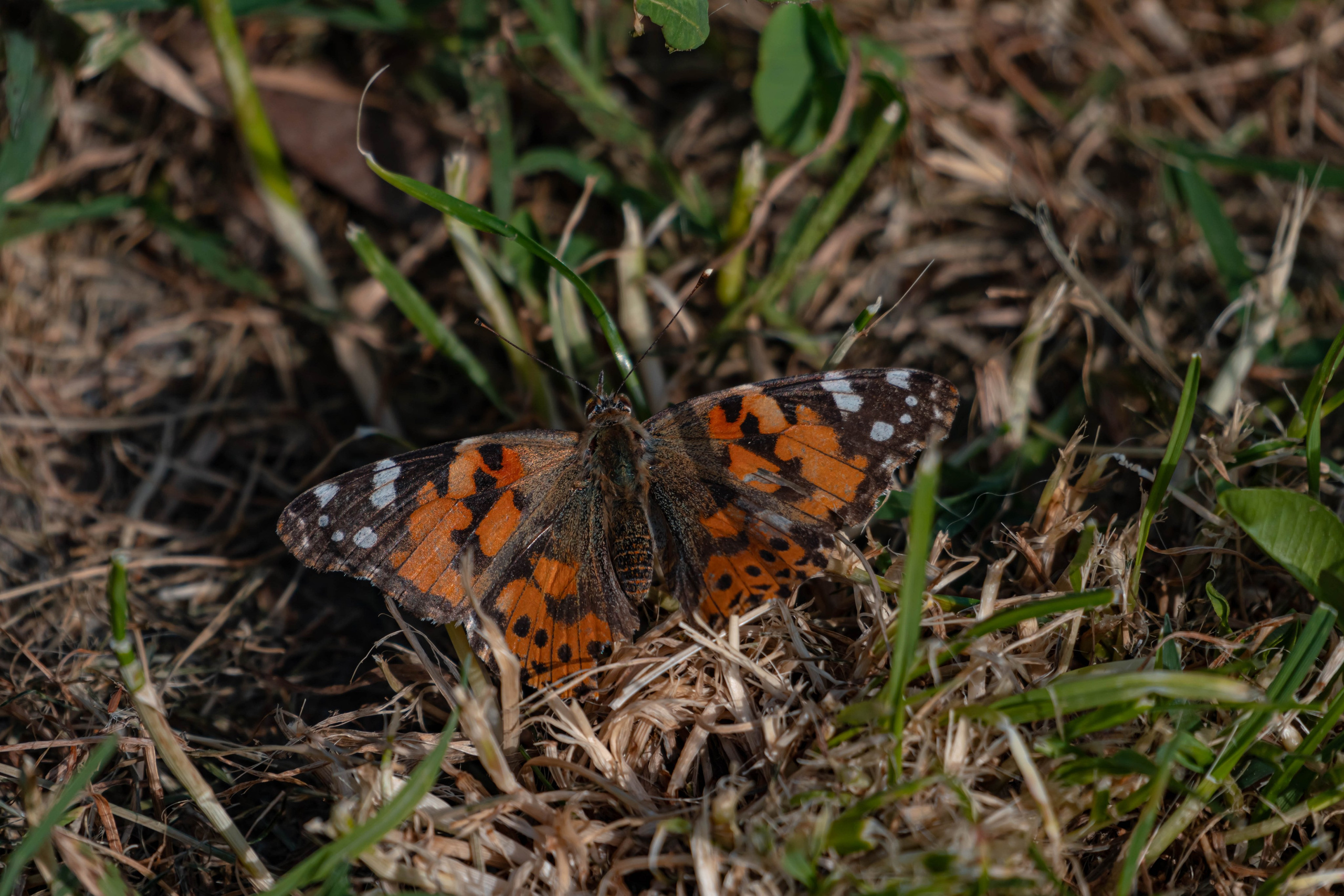 Bocetos. Alba del Norte Studio