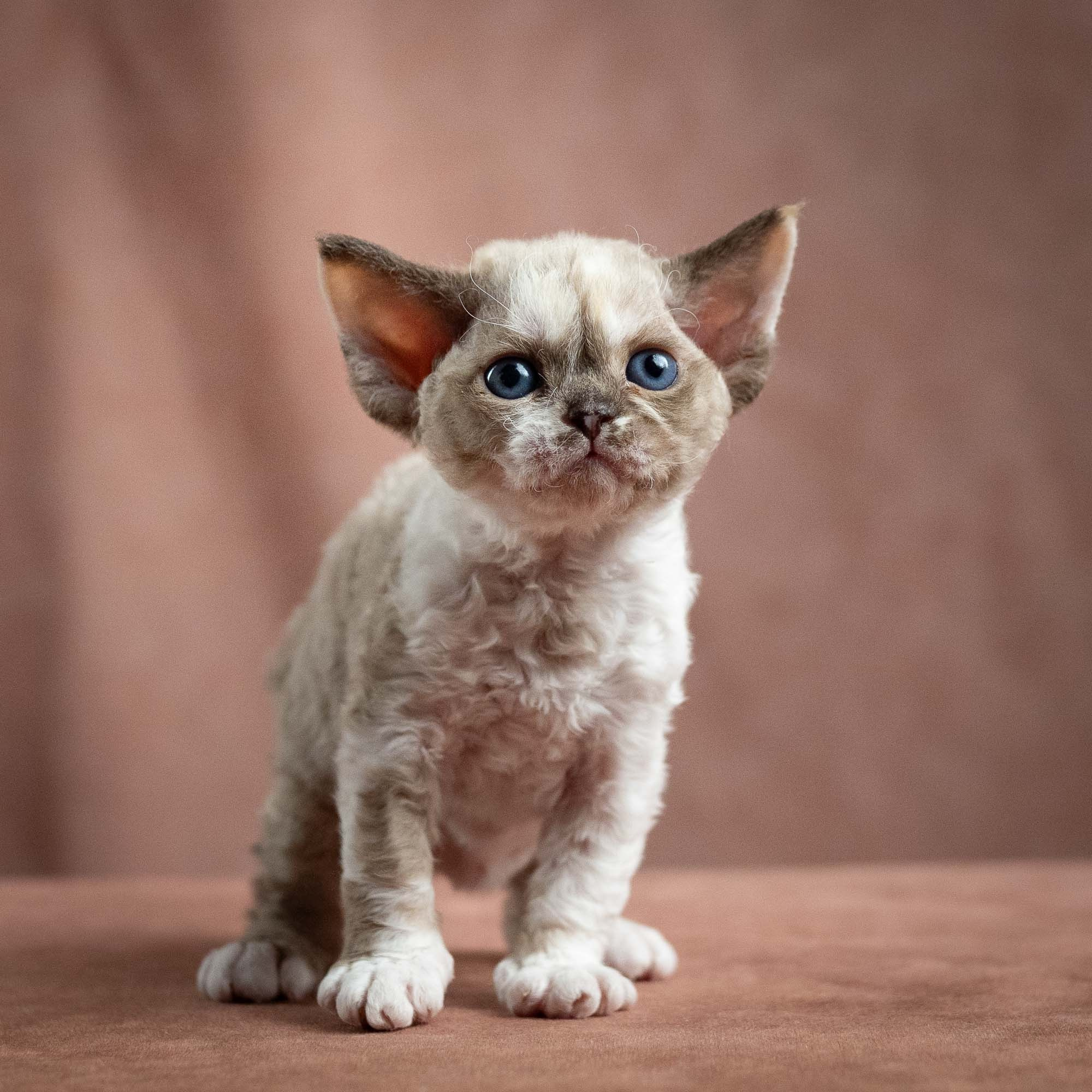 Thalia, girl, born 01.17.26. Devon Rex Pixie Cattery