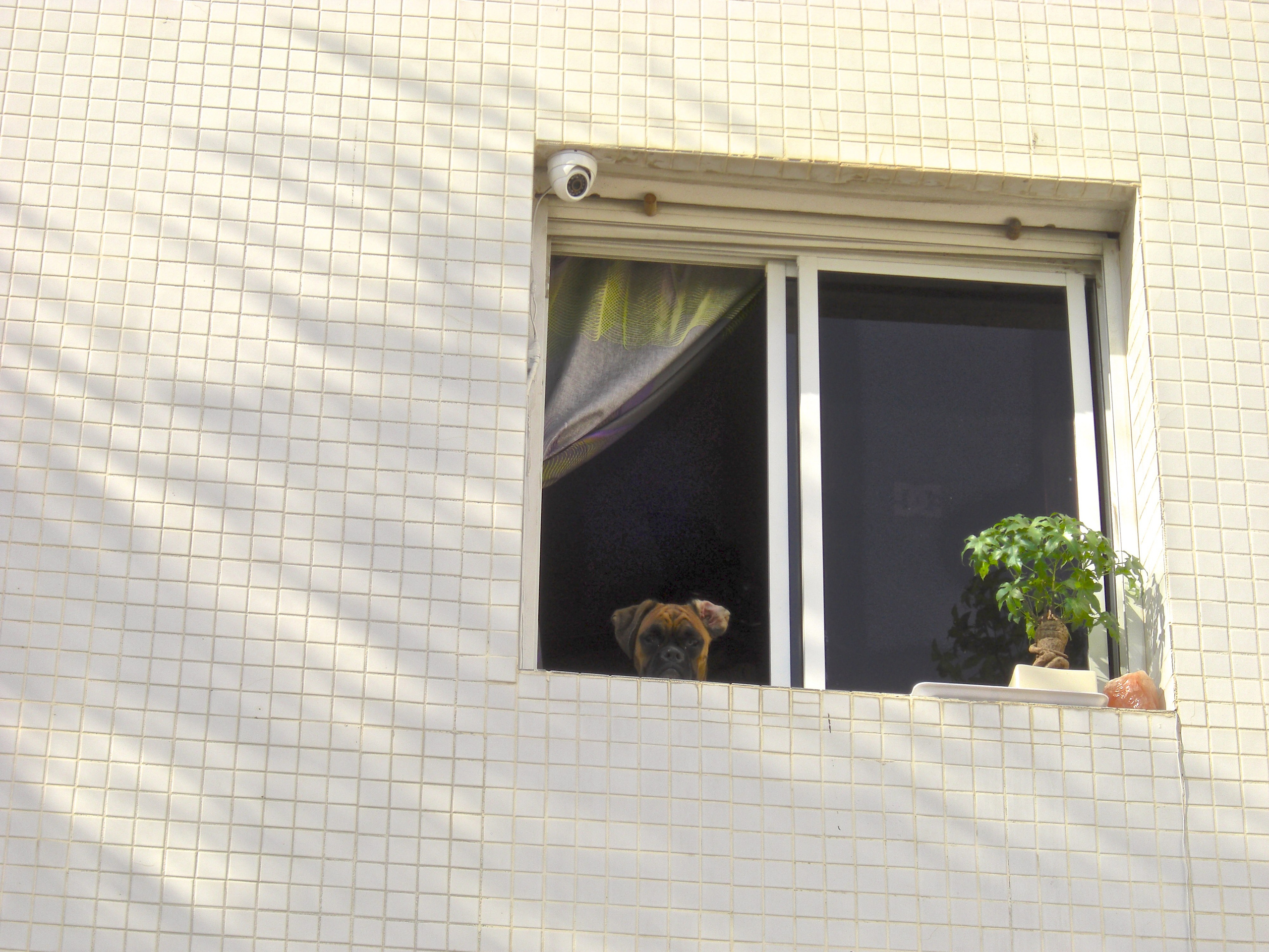 My ״Star״ Boxer Dog