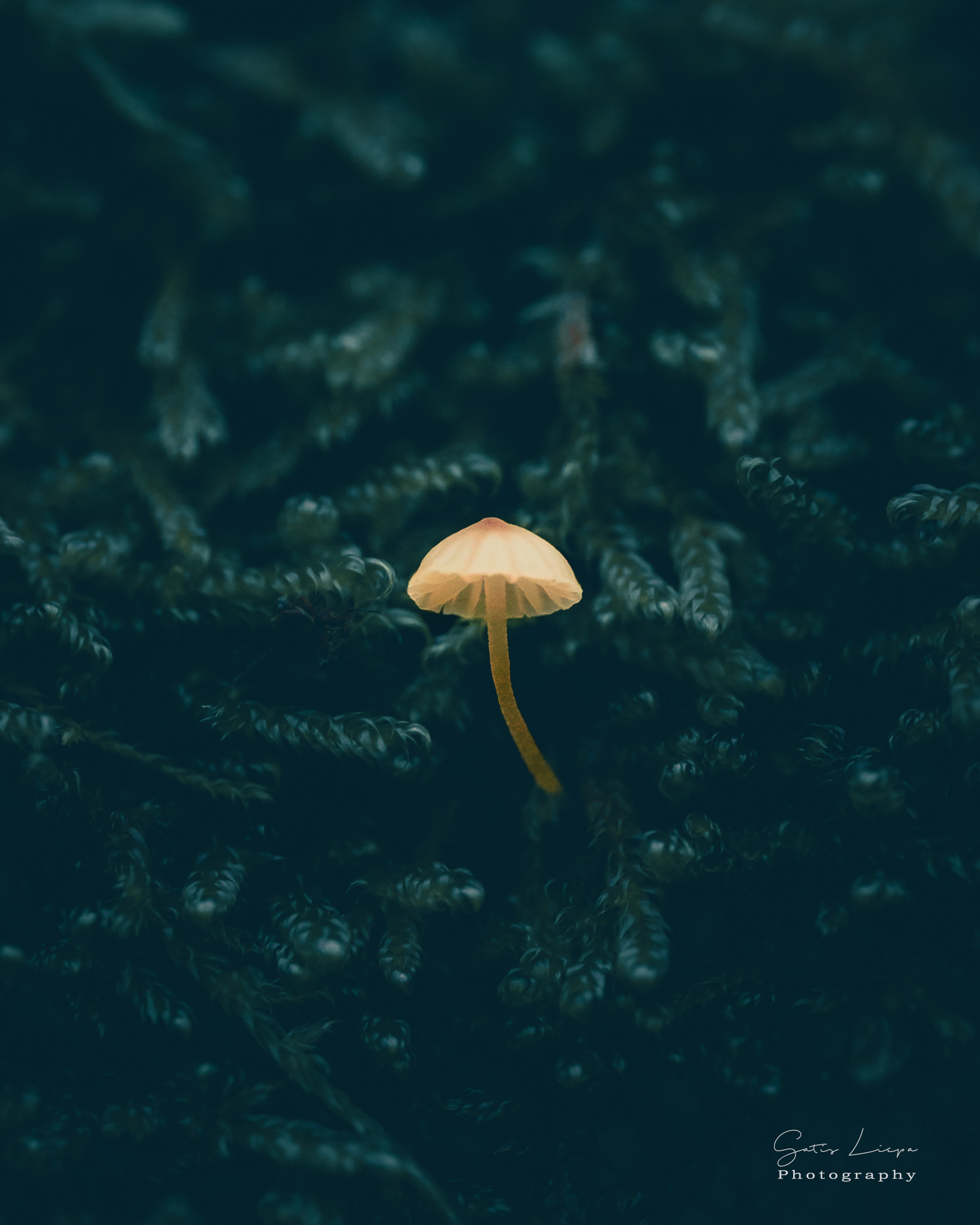 Macro foto. Galvenā