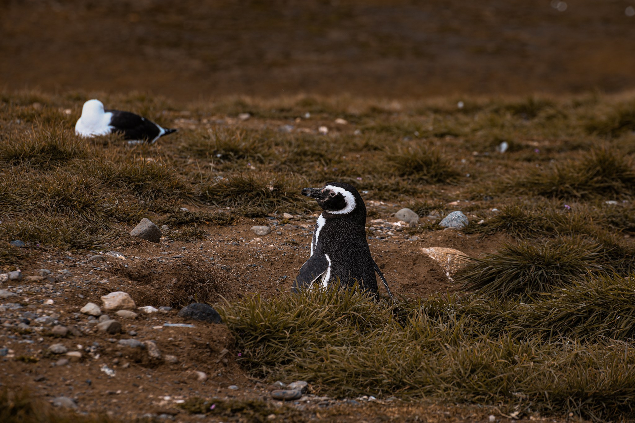 PATAGONIE. Photographe Karen Tatevosian