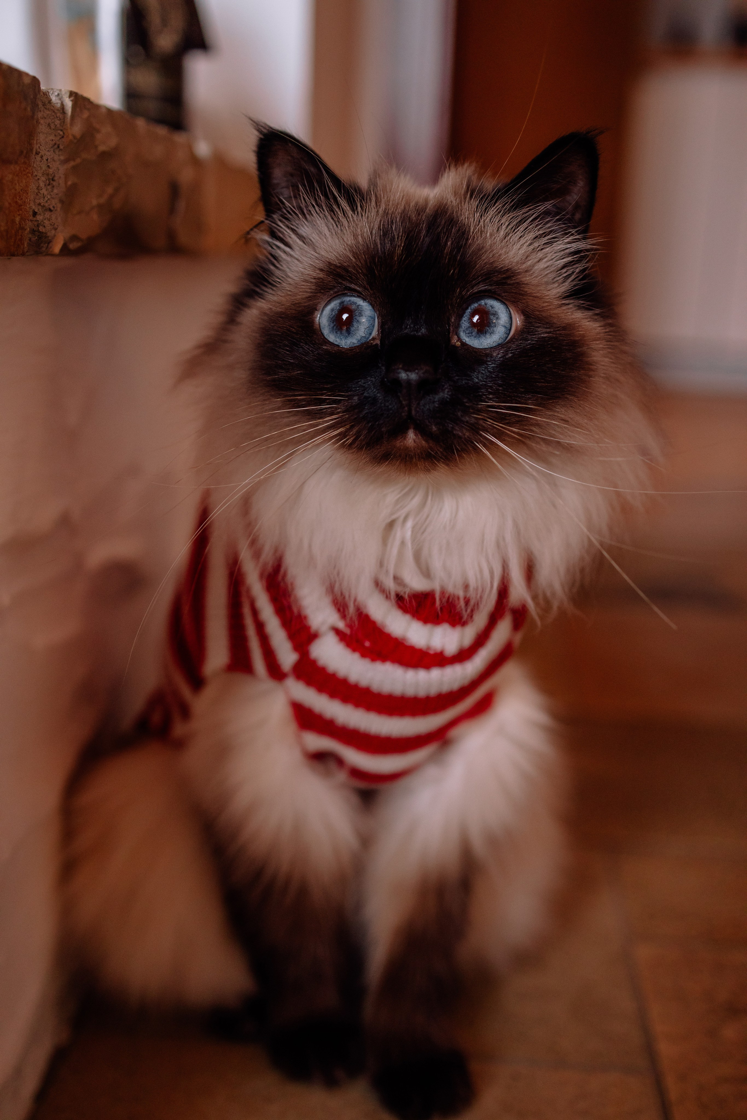 Weihnachten Zuhause. Hochzeitsfotograf München Taufe Familienfotograf Tanja Mauke