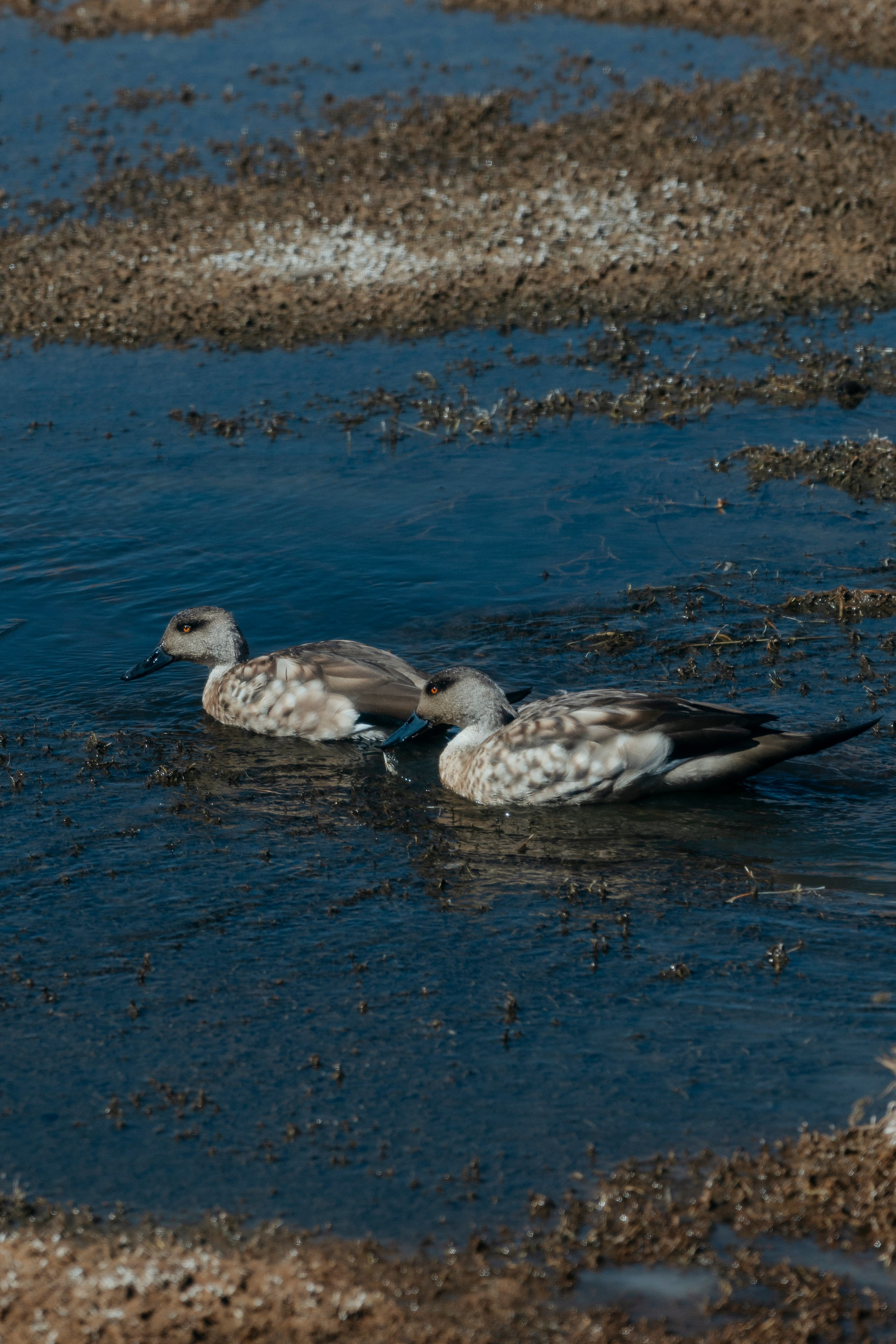 Geyser El Tatio (cobertura en tour privado). Principal