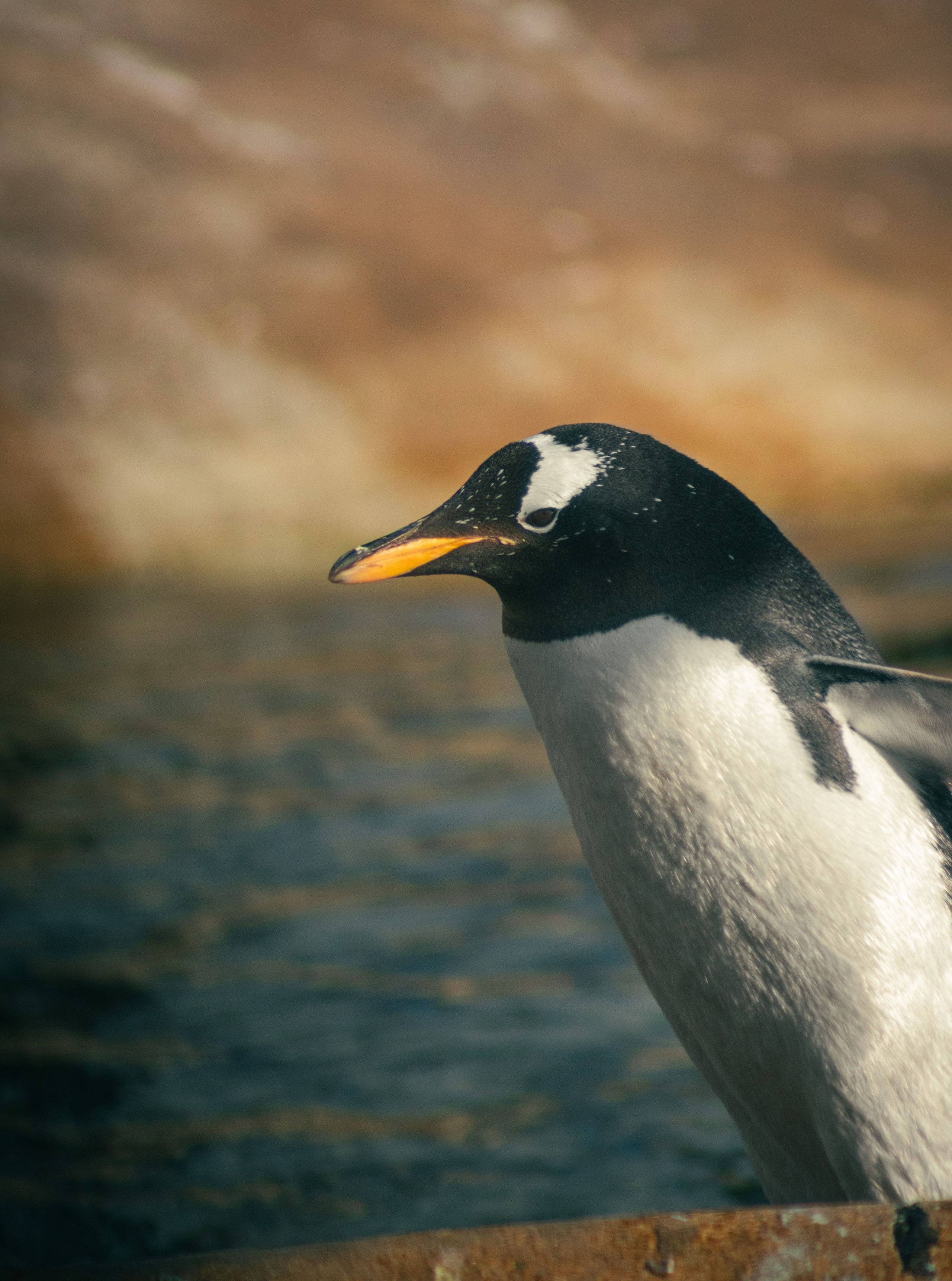 Nature. Portrait and Street photographer in Vilnius Edgar Shaipunas