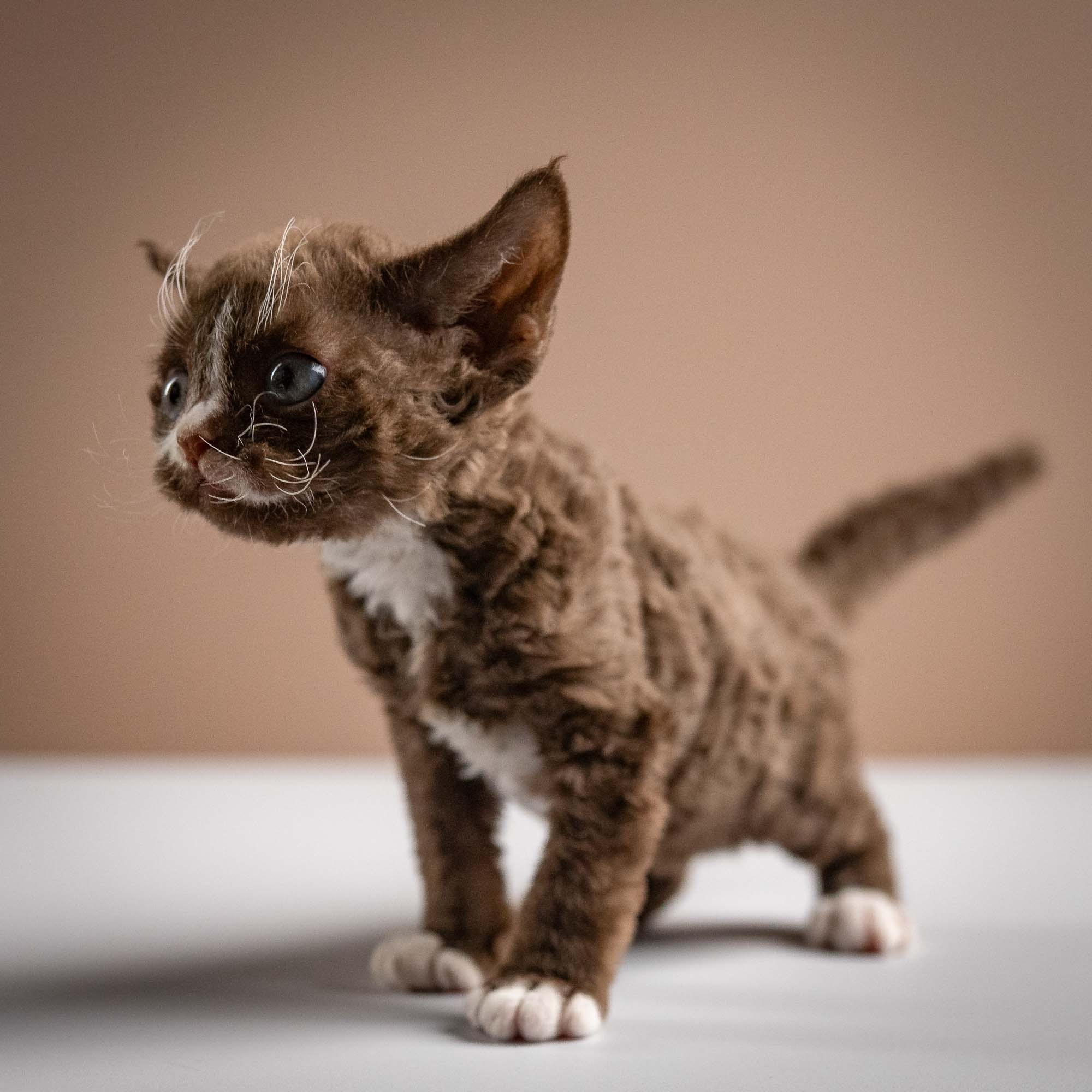 Preston, boy, born 02.11.26. Devon Rex Pixie Cattery