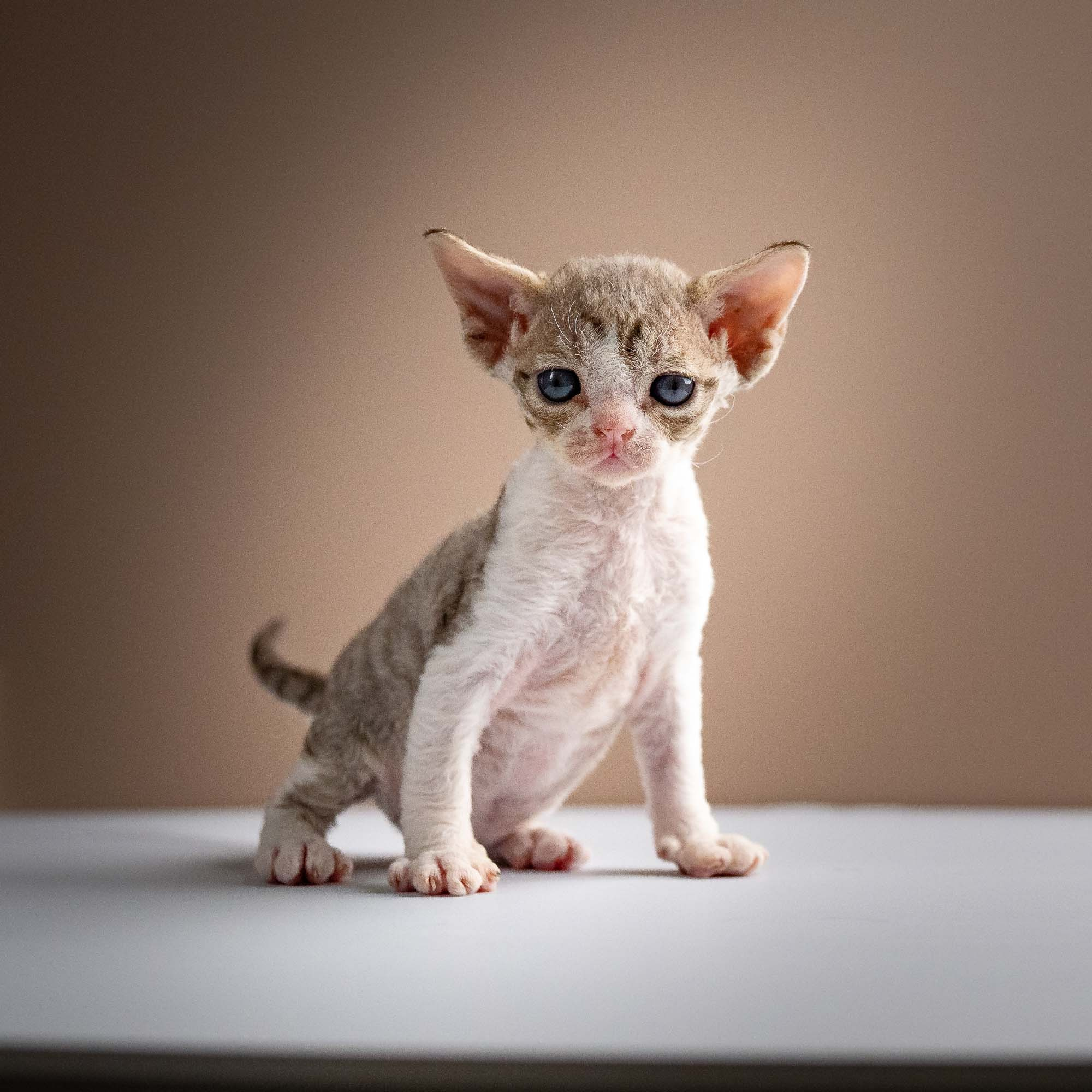 Sebastian, boy, born 05.15.26. Devon Rex Pixie Cattery