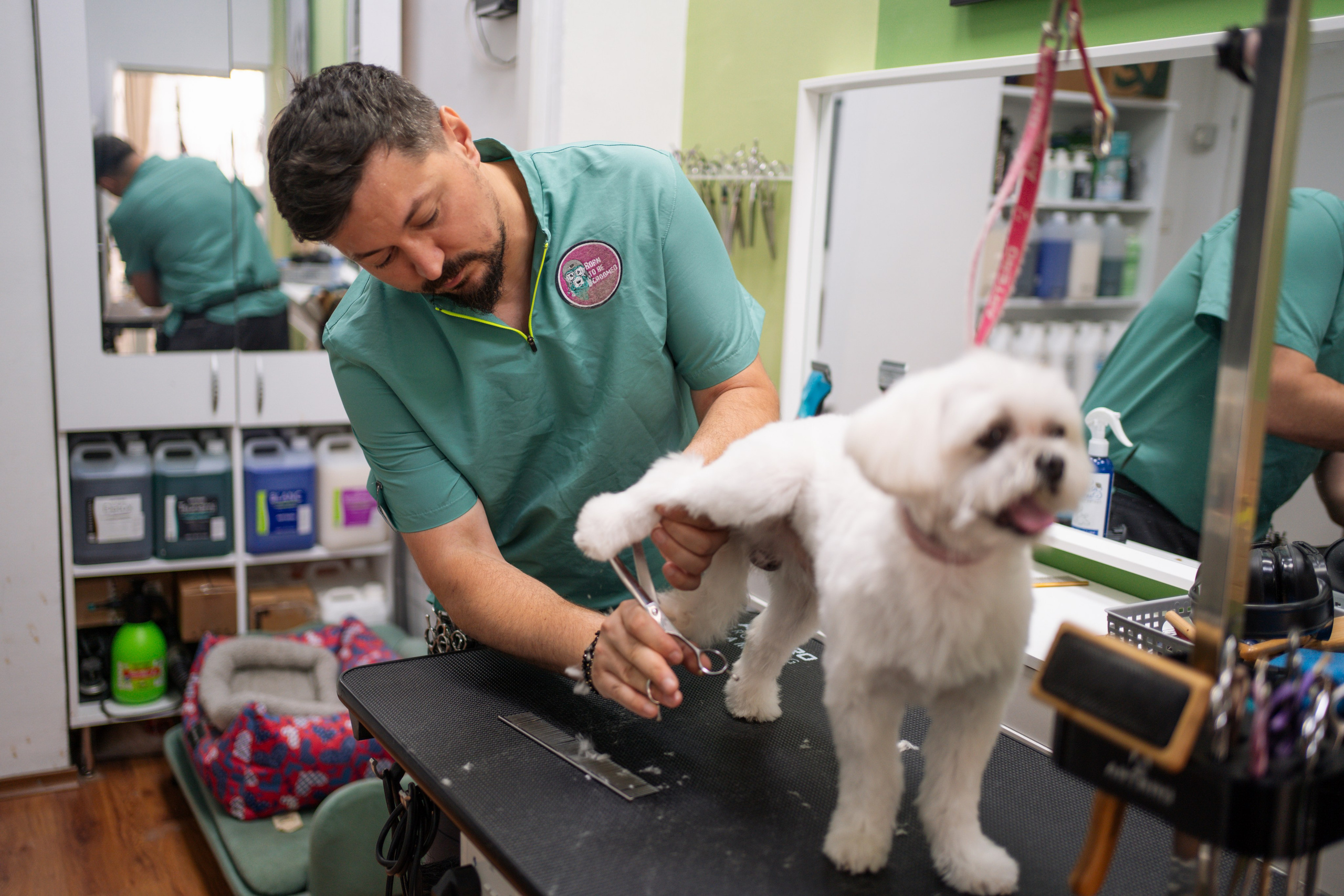 PetGroom Timisoara. Cozac Cristian Photographer