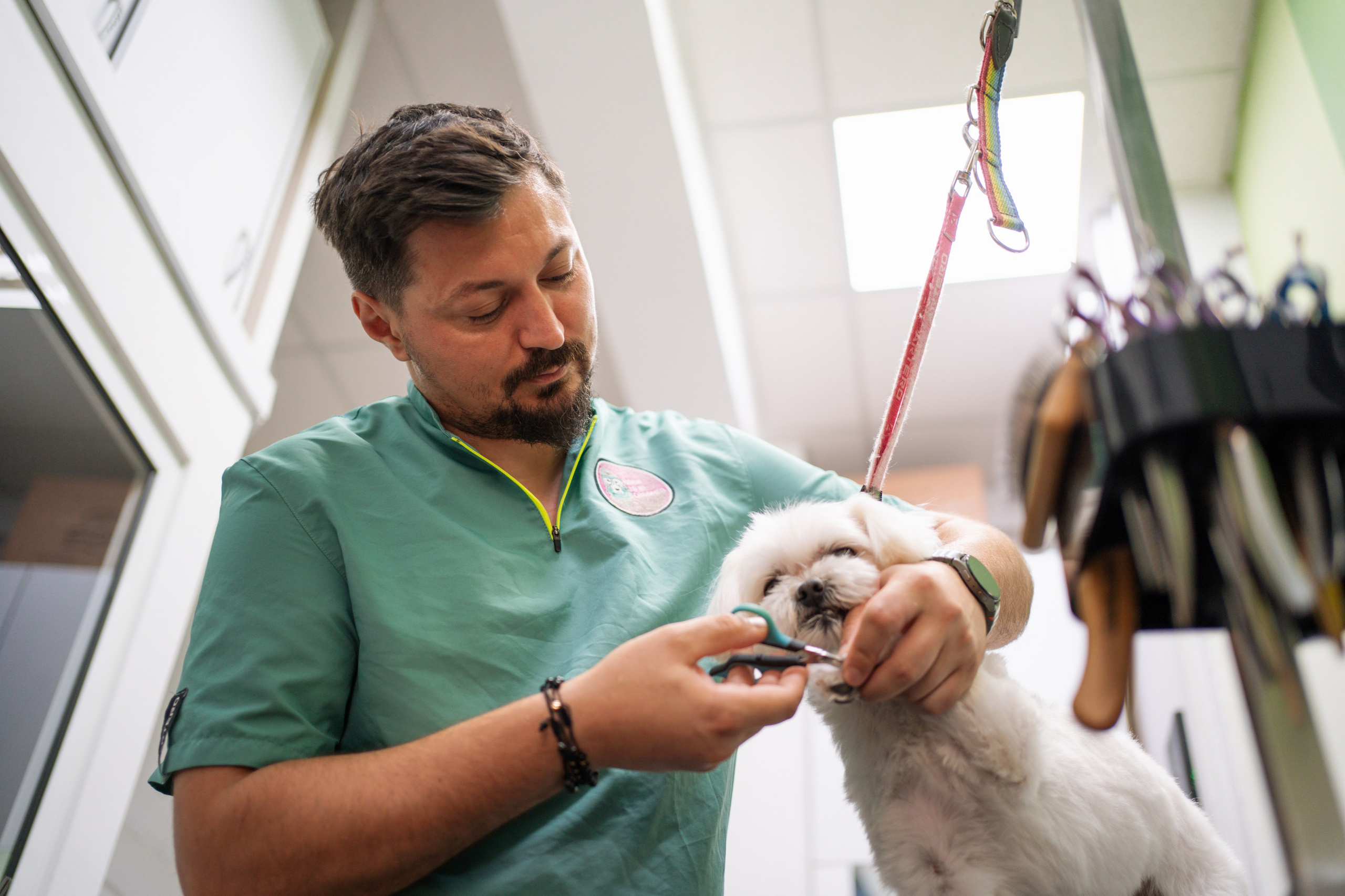 PetGroom Timisoara. Cozac Cristian Photographer