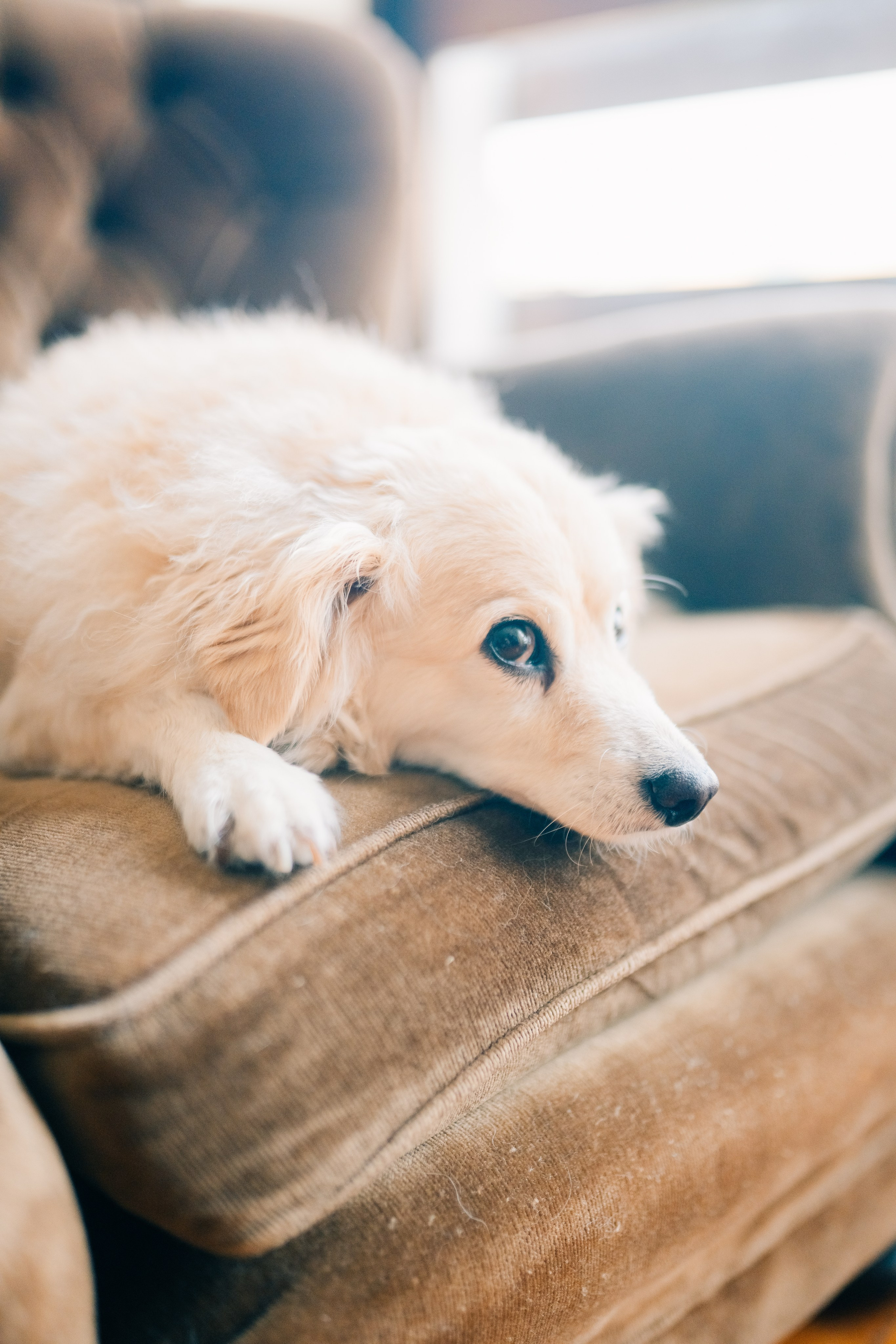 Dani & Rui at their apartment. Maria Sher. Professional photographer from Porto, Portugal