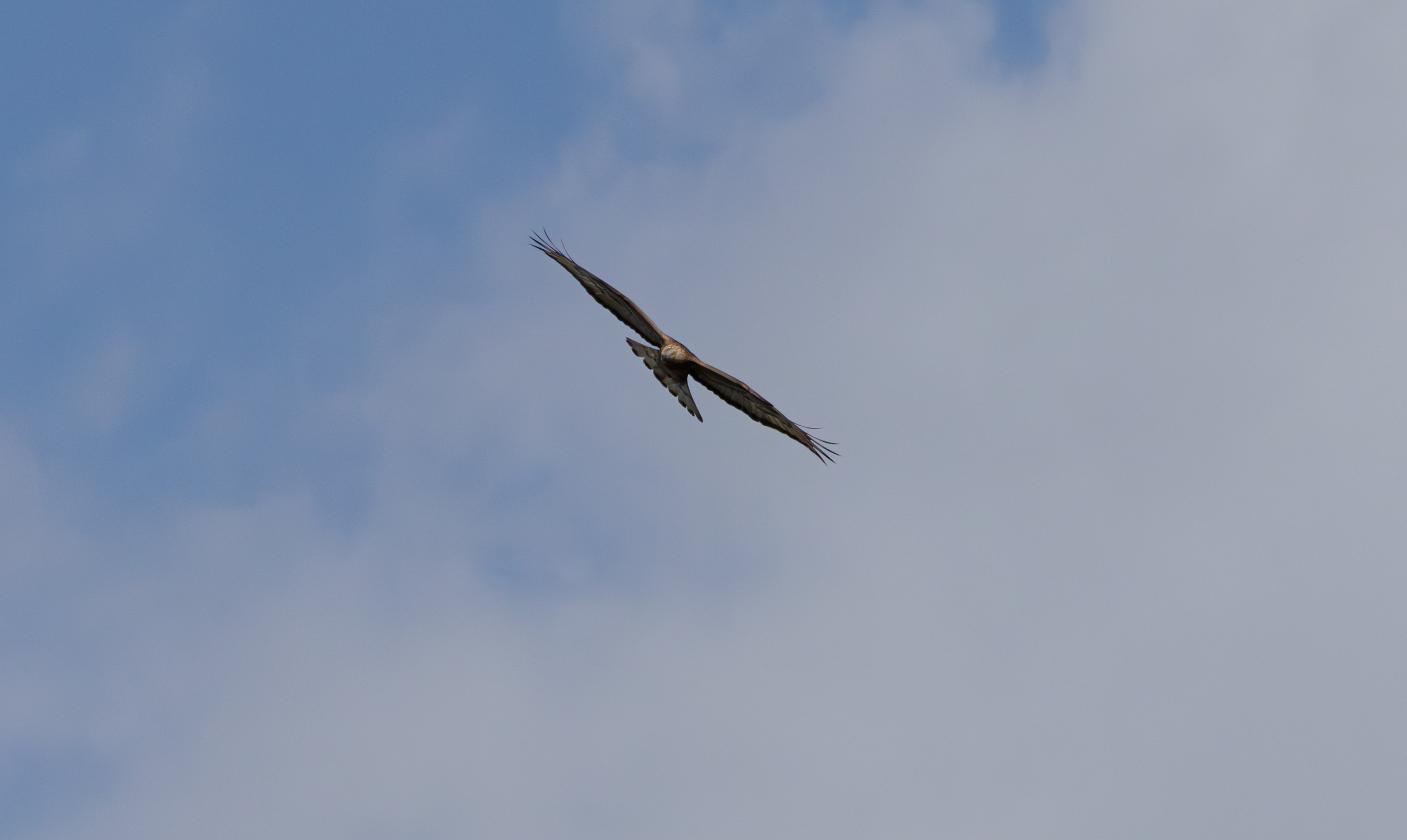 გასეირნება წავკისიდან ვაკის პარკამდე. FramefreeMan