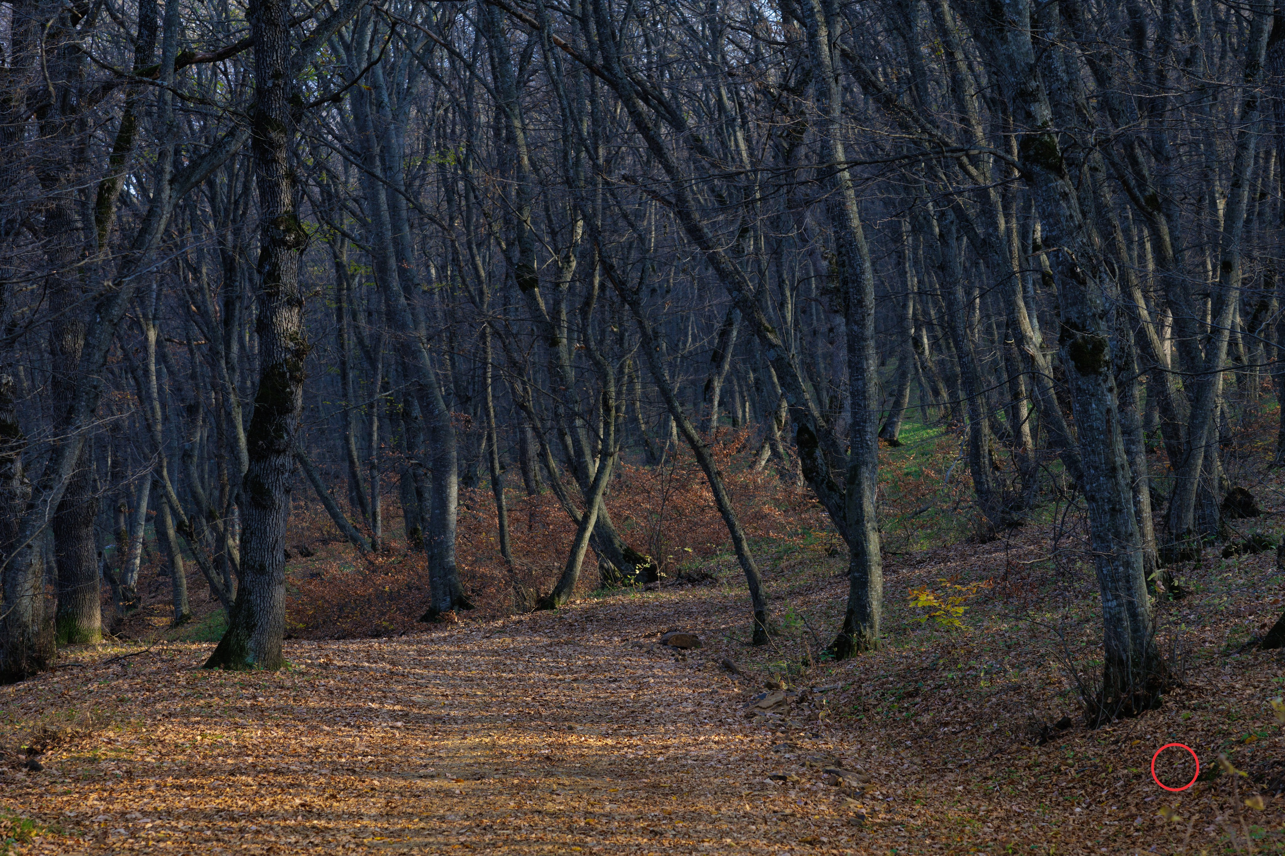 ტყე შემოდგომისა. FramefreeMan