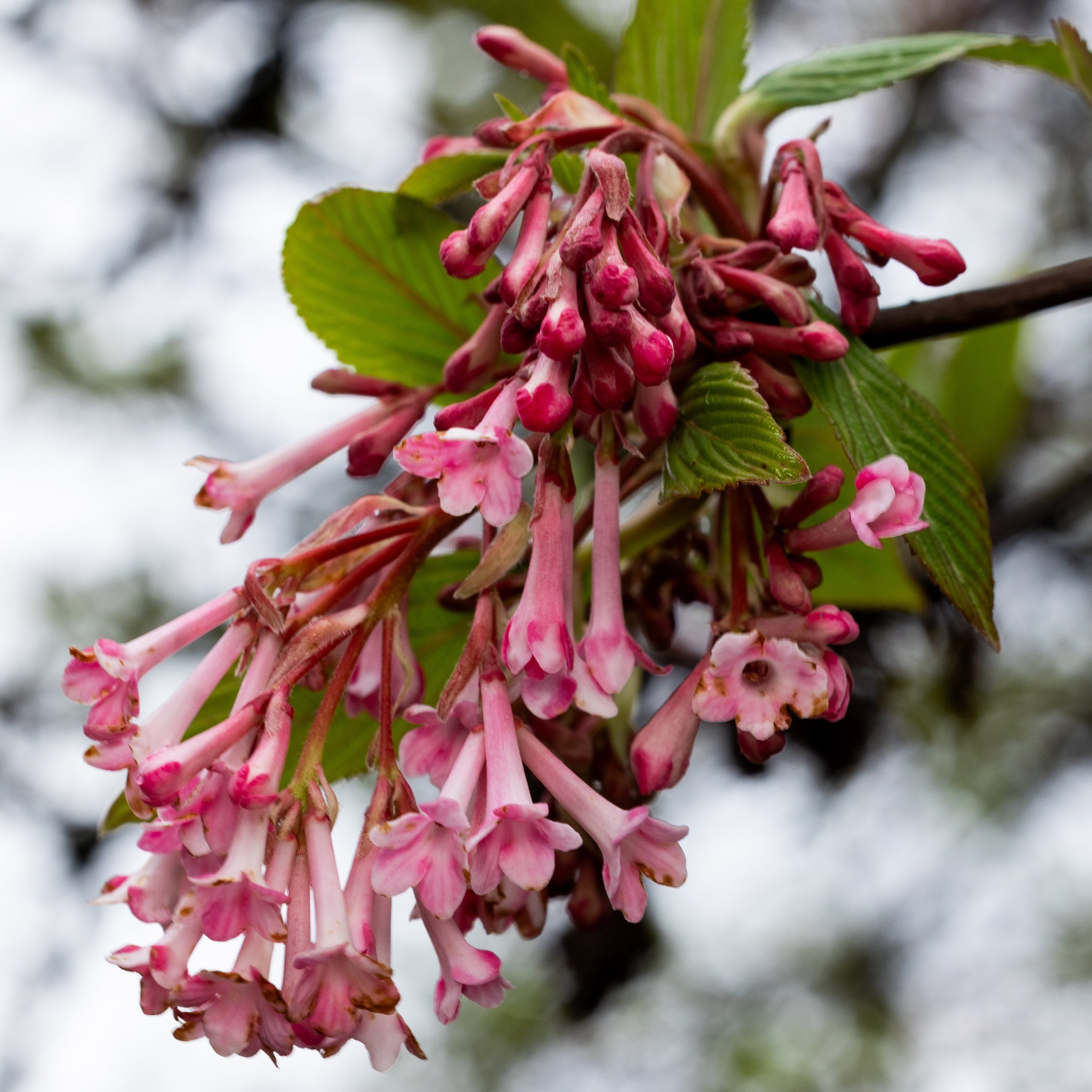 Forår. Fotograf Aarhus | Portrætfoto Århus | Flotte billeder