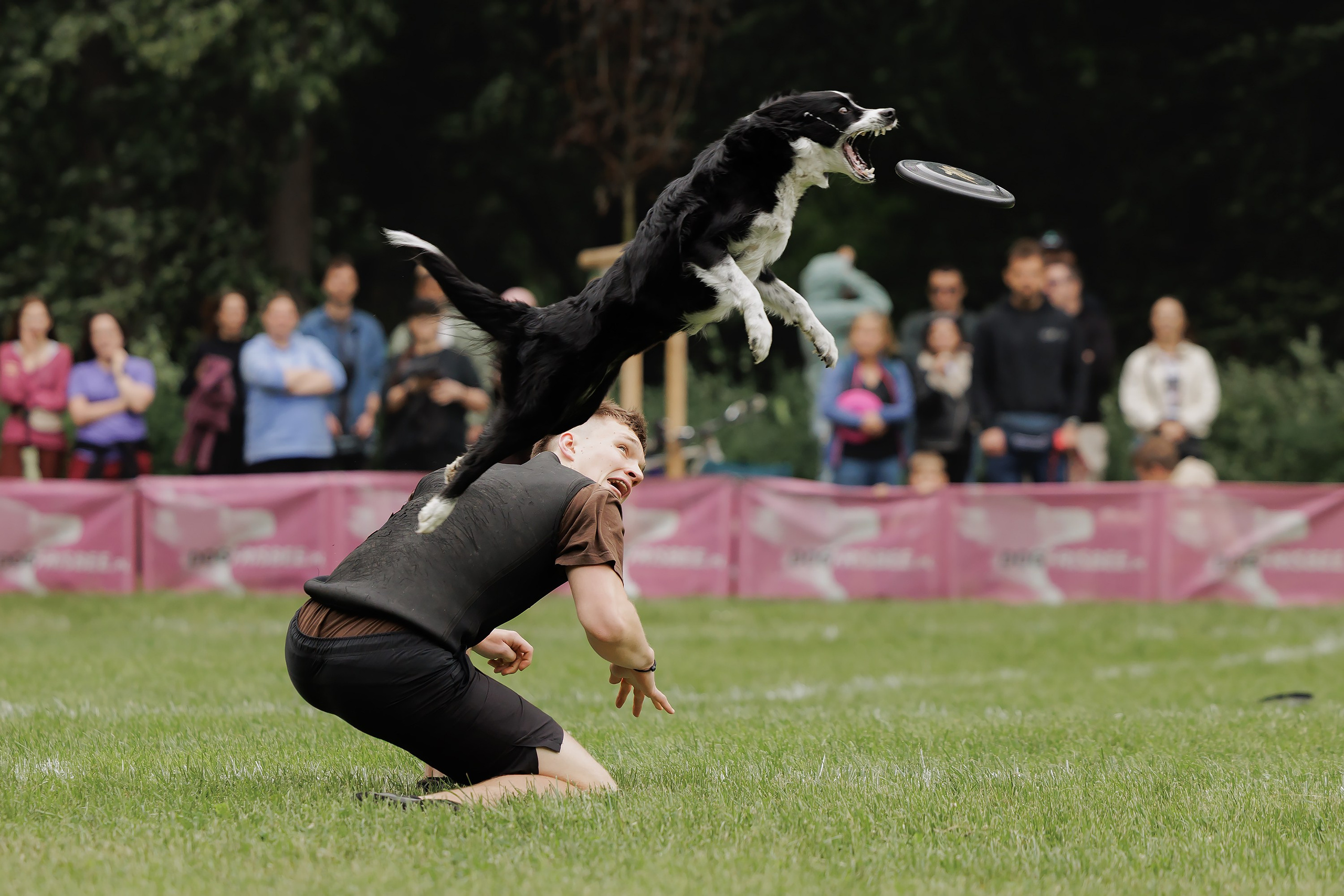 Latające psy, Wrocław'25. Kaja | fotograf psów we Wrocławiu