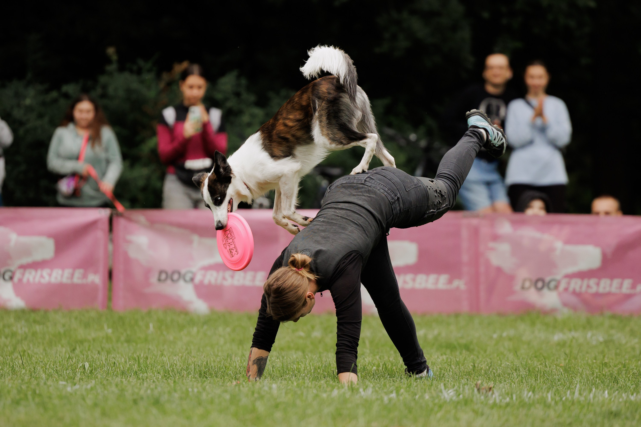 Latające psy, Wrocław'25. Kaja | fotograf psów we Wrocławiu