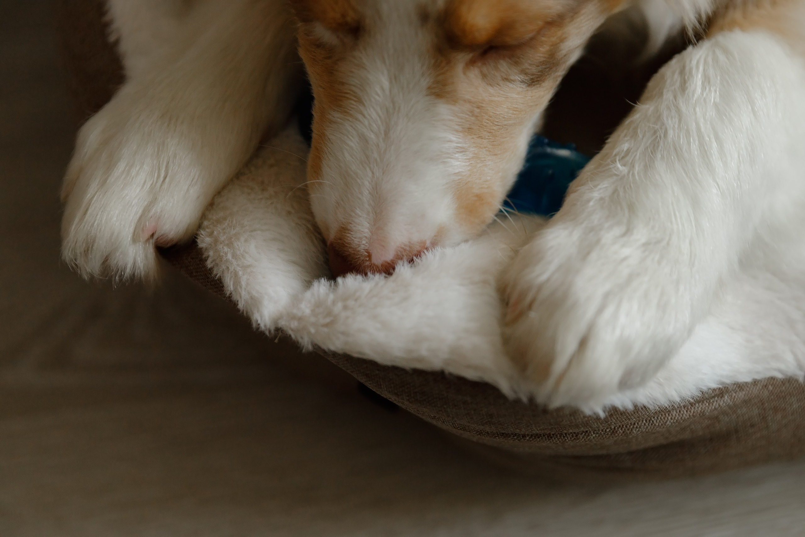 Fotografia psów Wrocław. Kaja | fotograf we Wrocławiu | ludzie i psy