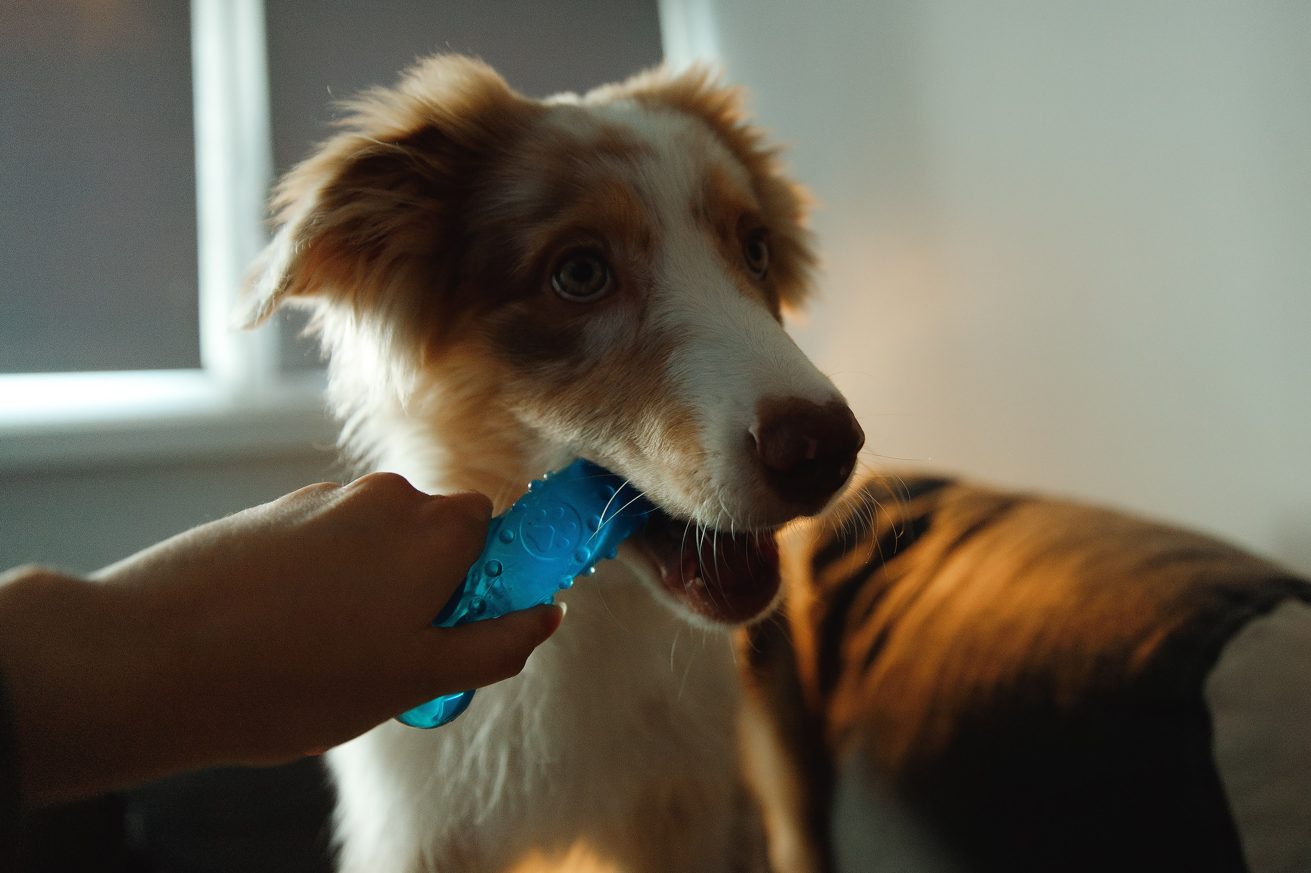 Fotografia psów Wrocław. Kaja | fotograf we Wrocławiu | ludzie i psy