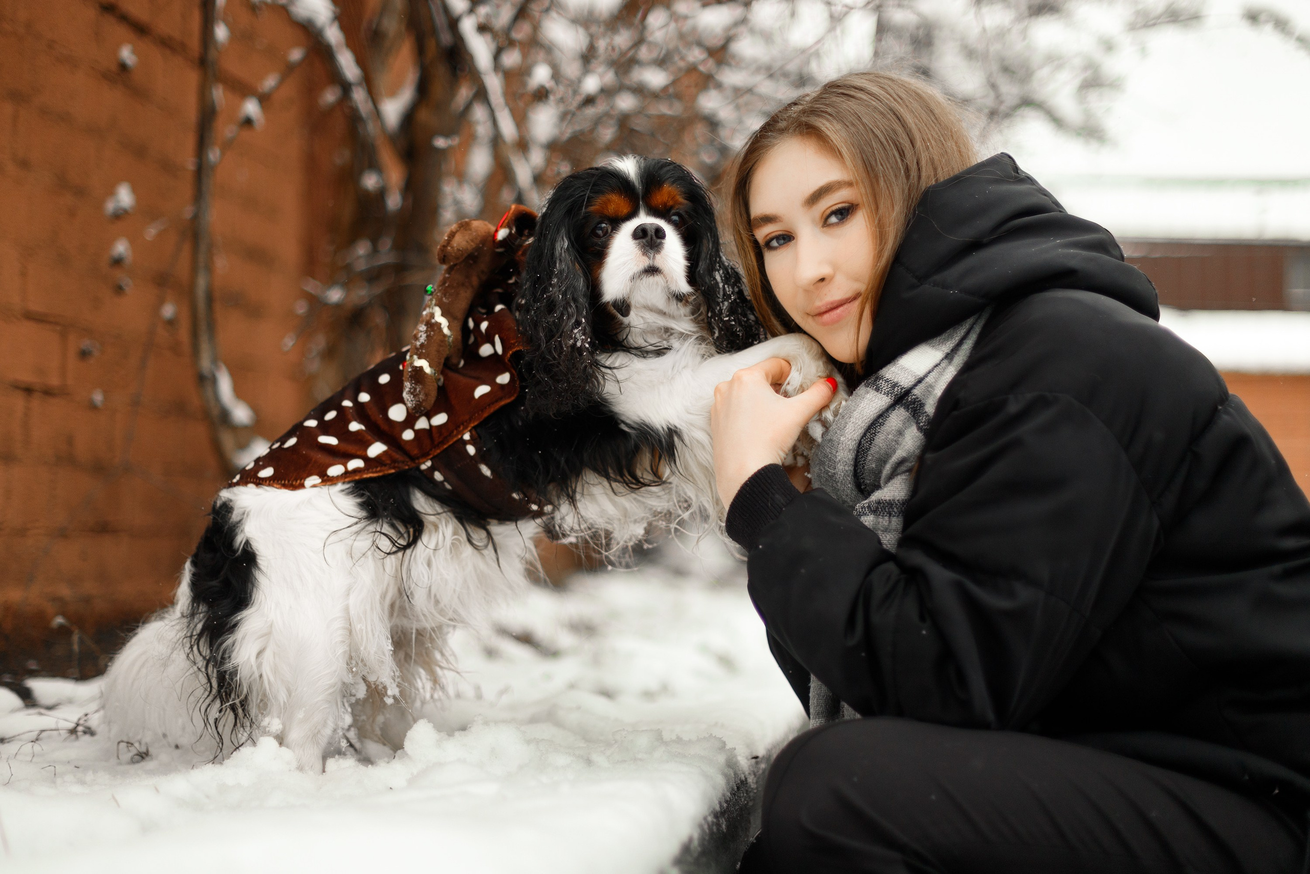 Uliana & winter spaniels. Kaja | fotograf psów we Wrocławiu