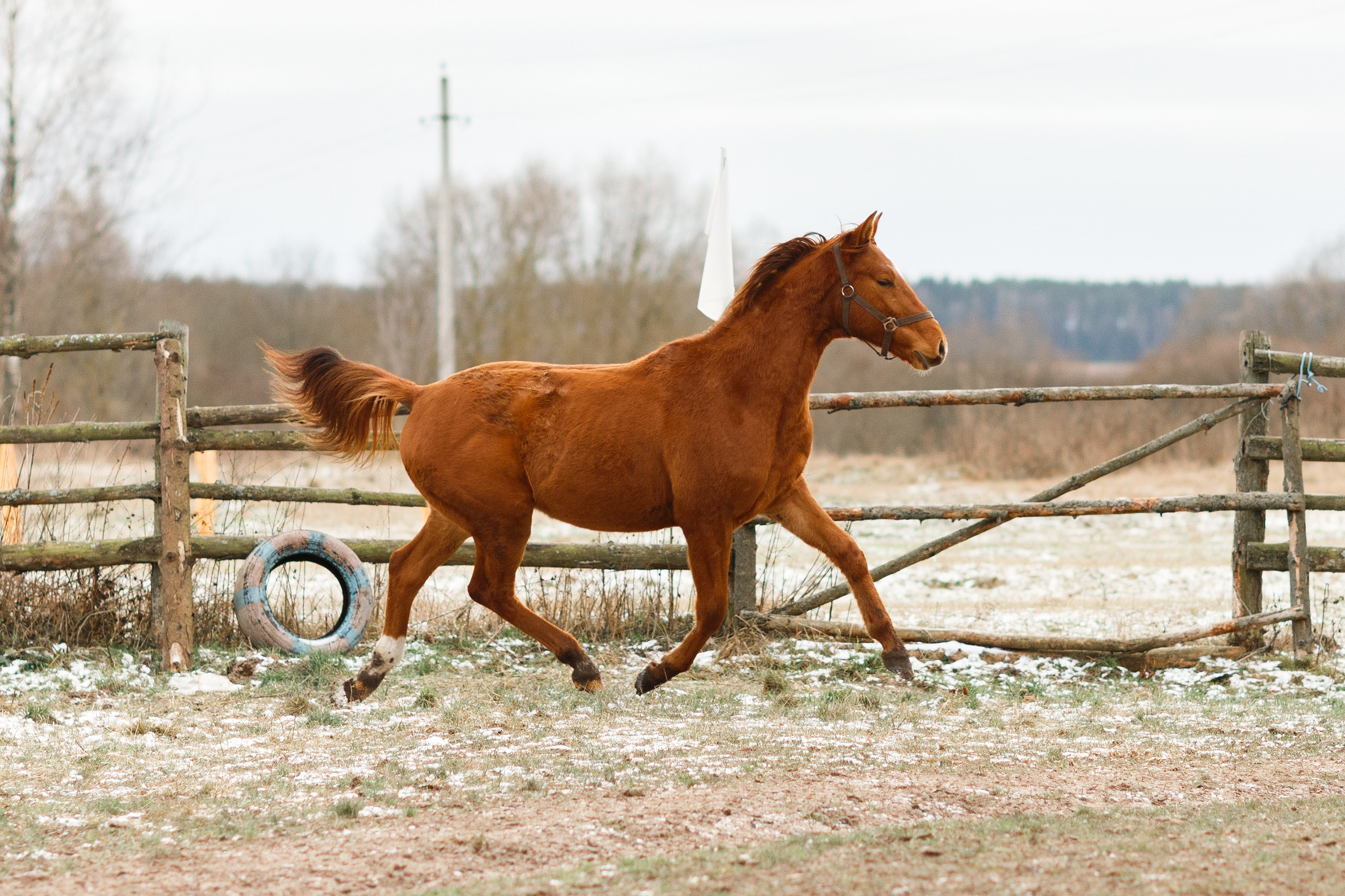 Winter stable. Kaja | fotograf psów we Wrocławiu