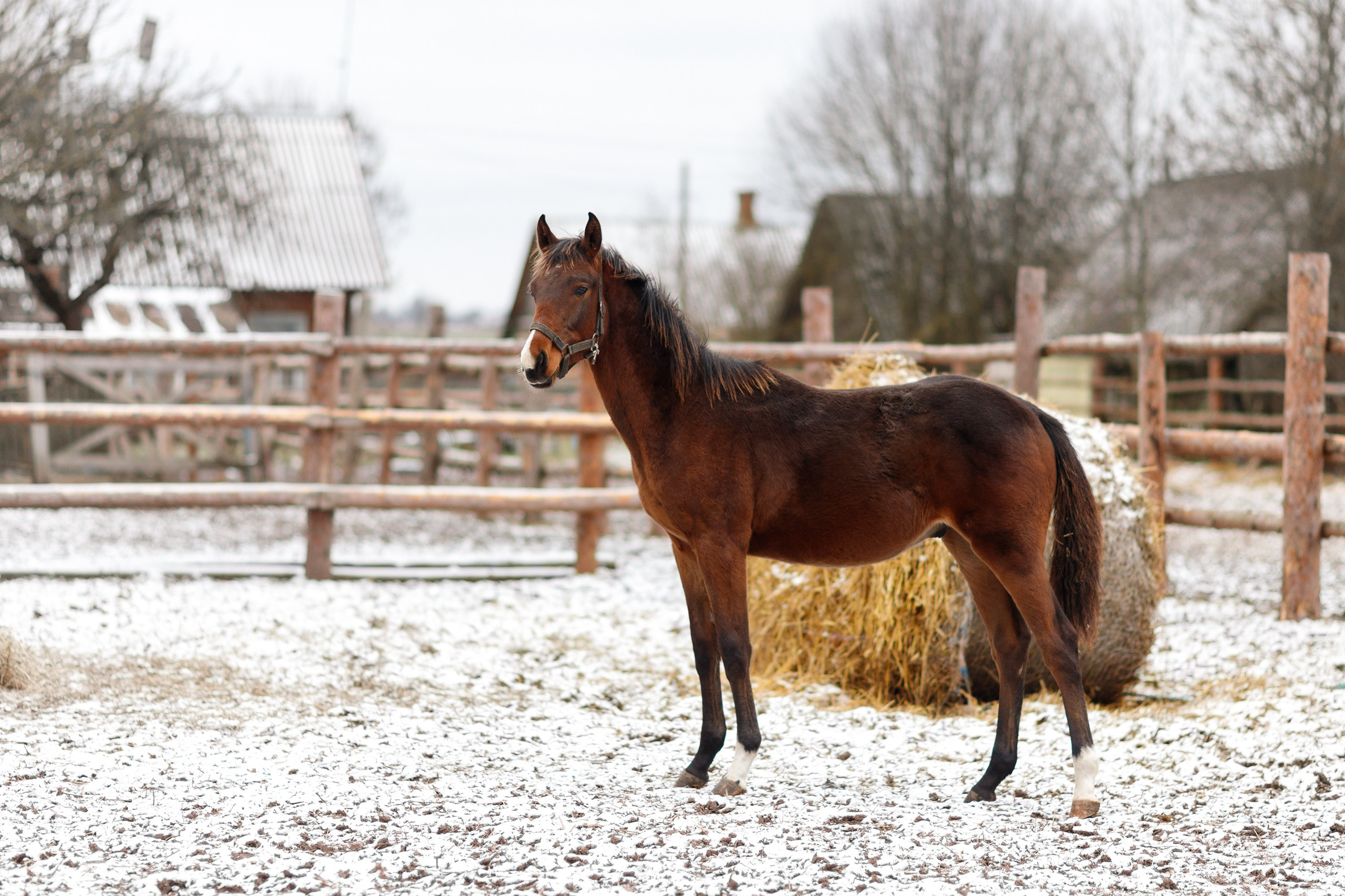 Winter stable. Kaja | fotograf psów we Wrocławiu