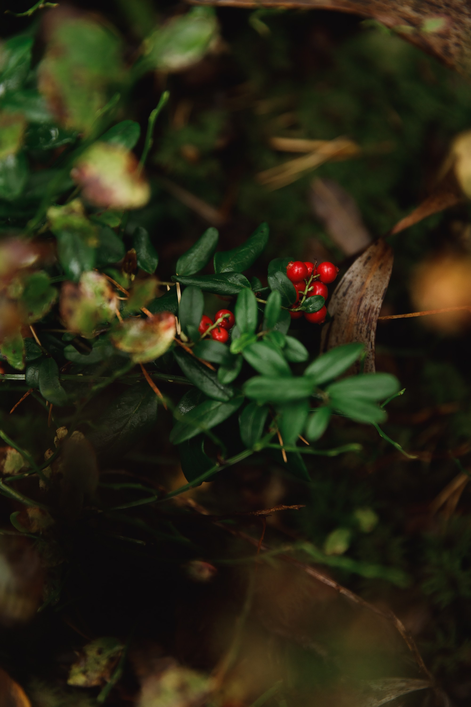 Turku. Kaja | fotograf psów we Wrocławiu