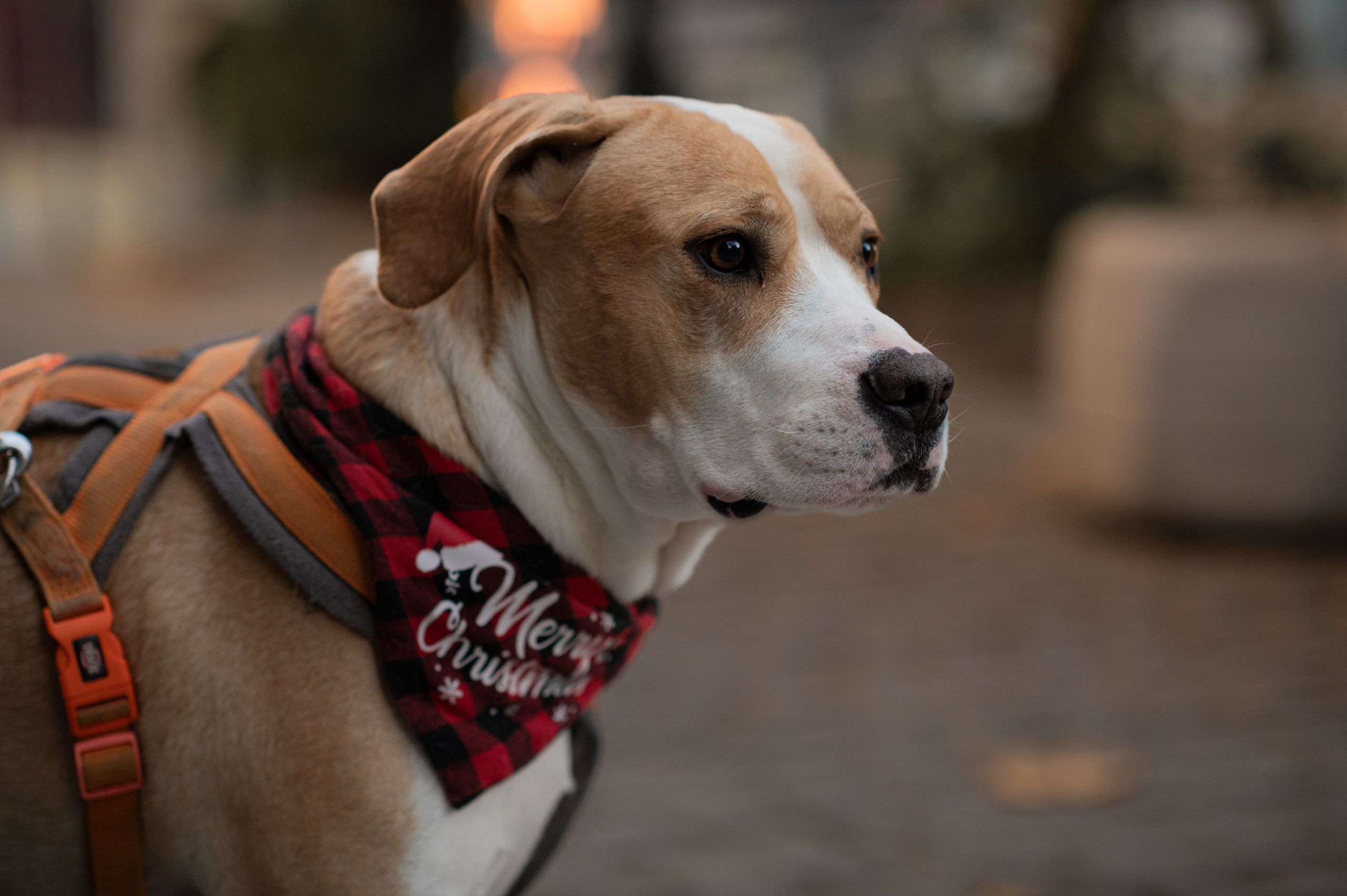 Around Old city. Family, children, portrait, and event photography in Thessaloniki