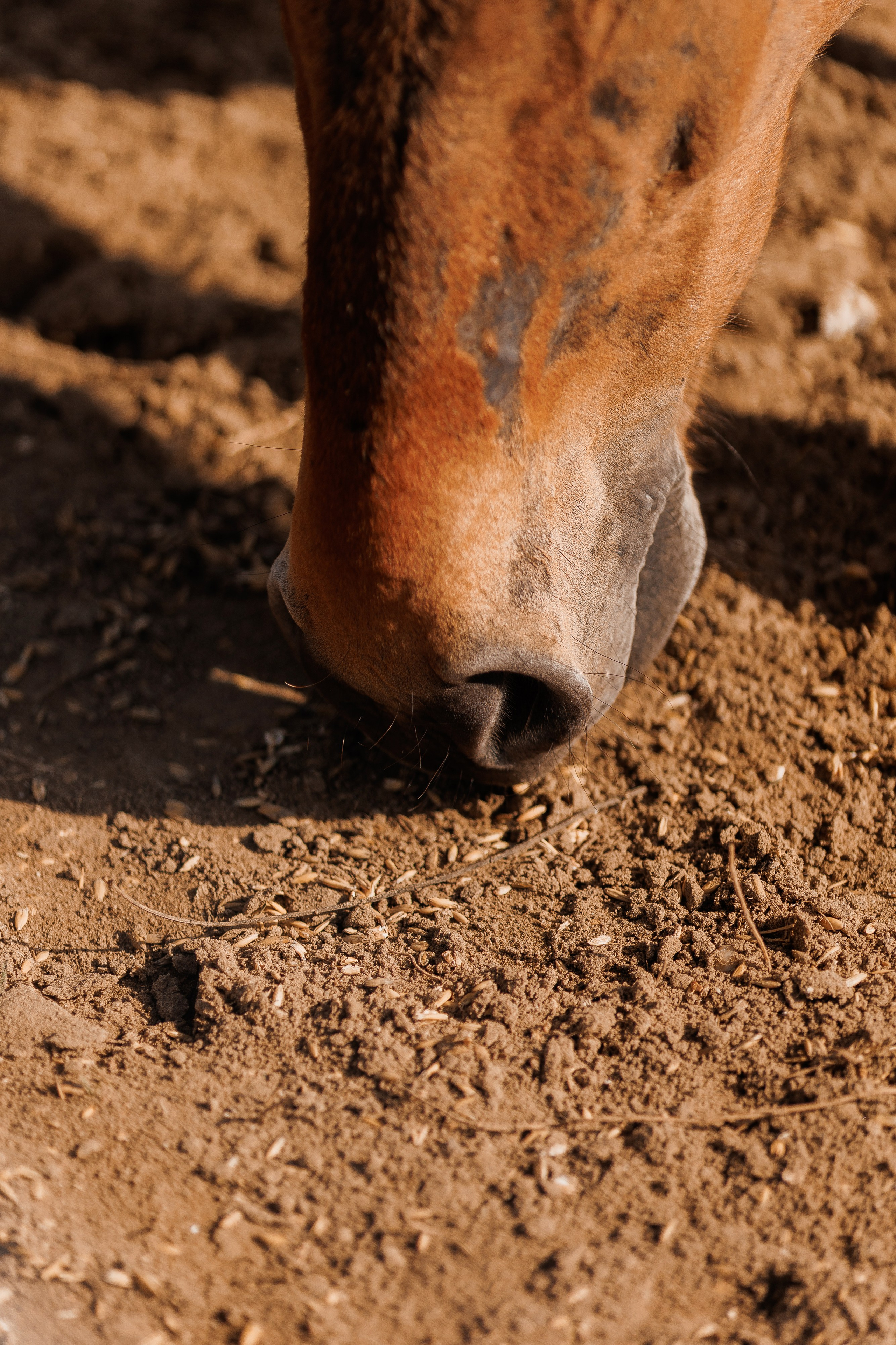 Екопарк Аміла. Ірина Терещук