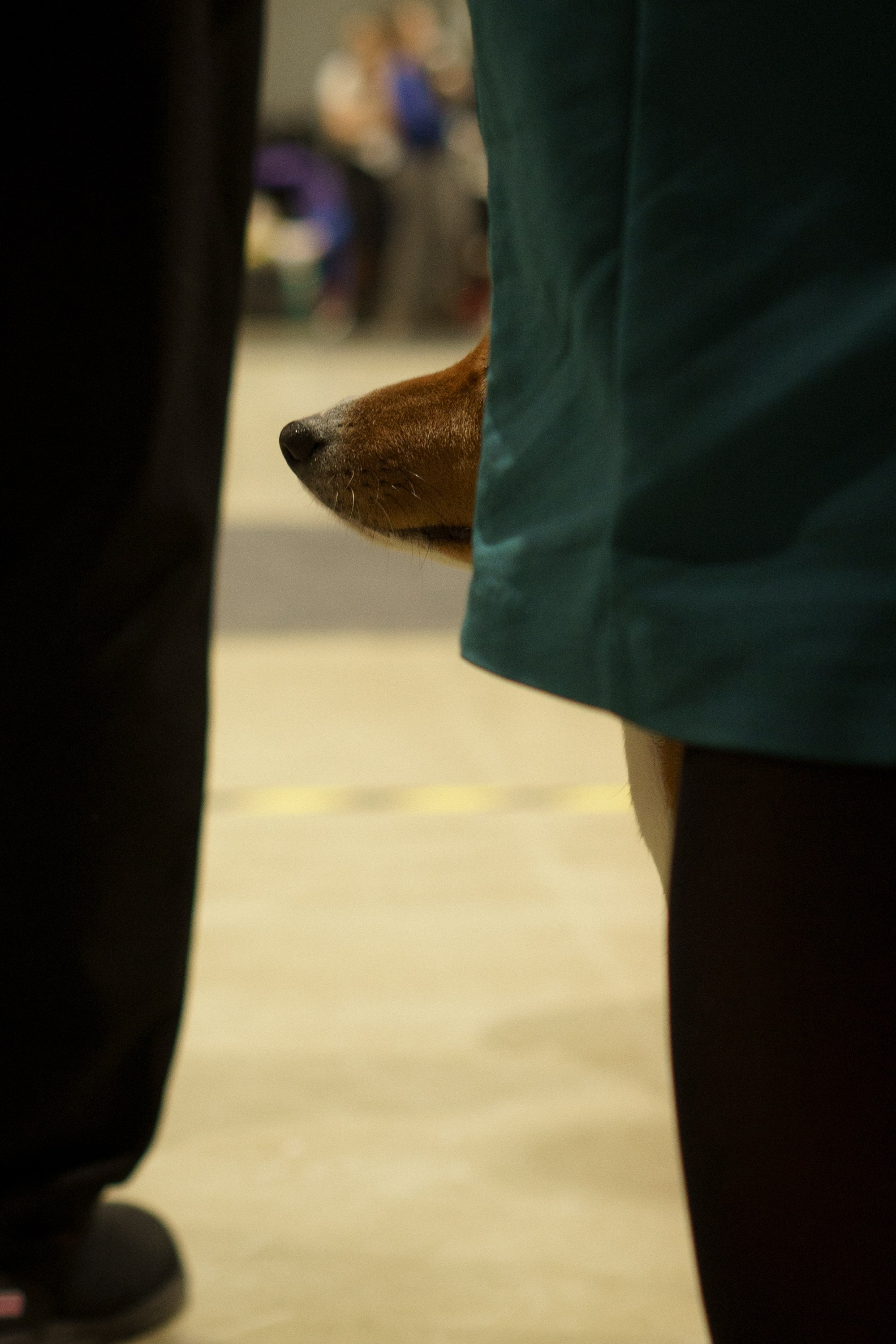 Tartu International Dog Show. Kat Laisaar — Pet photographer in Tallinn
