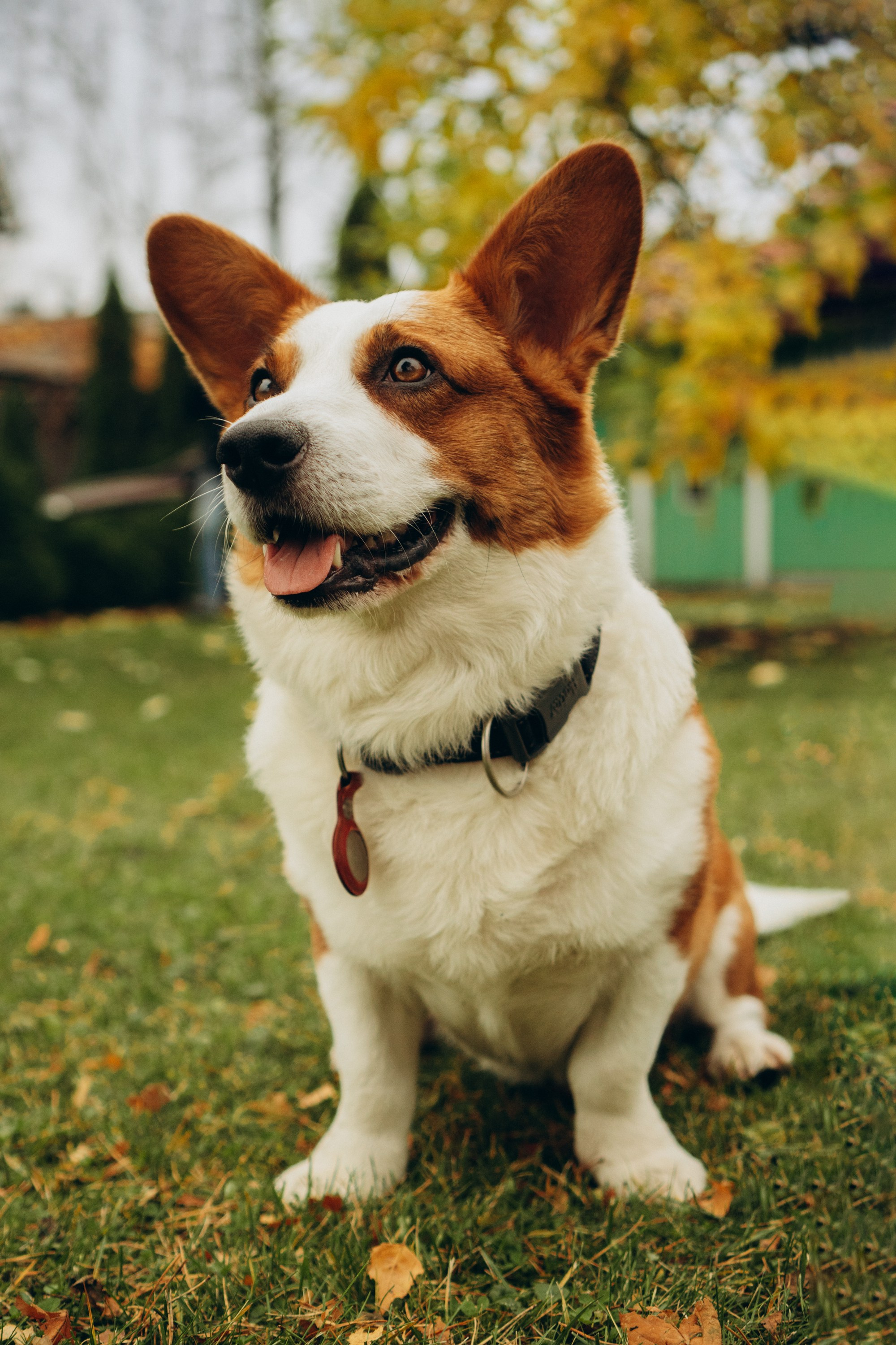 Jelena and her Sandy, Pug and Katja and her Safiir, Cardigan Welsh Corgi. Kat Laisaar — Pet photographer in Tallinn