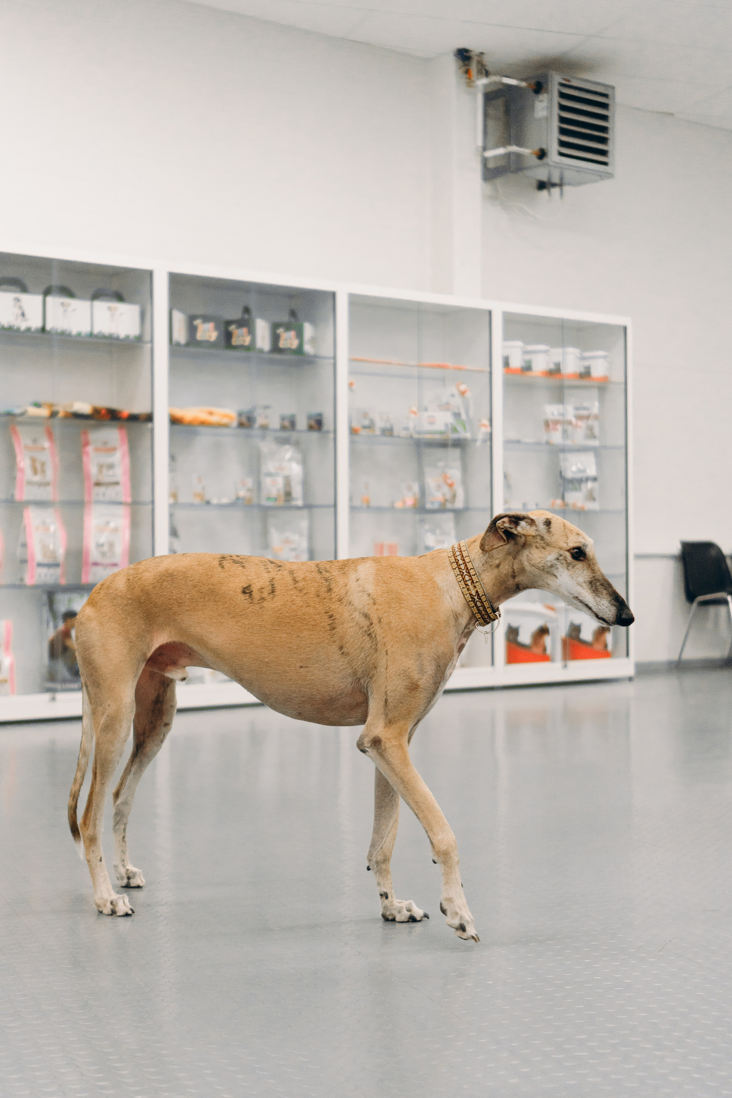 GalgoTreff / PetCity Rannamõisa, 13 apr. 2025. Kat Laisaar — Pet photographer in Tallinn