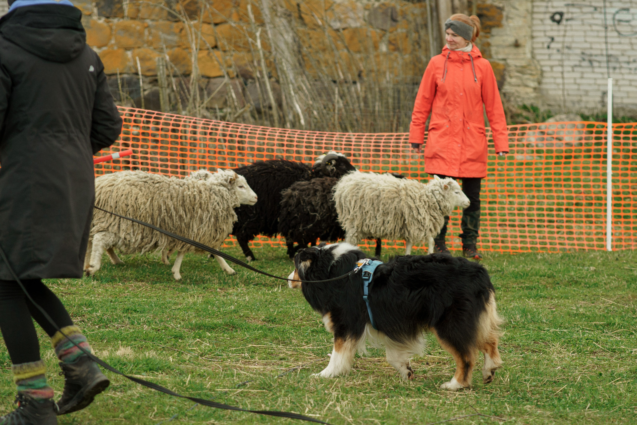 Herding Days, 26 apr. 2025. Kat Laisaar — Pet photographer in Tallinn