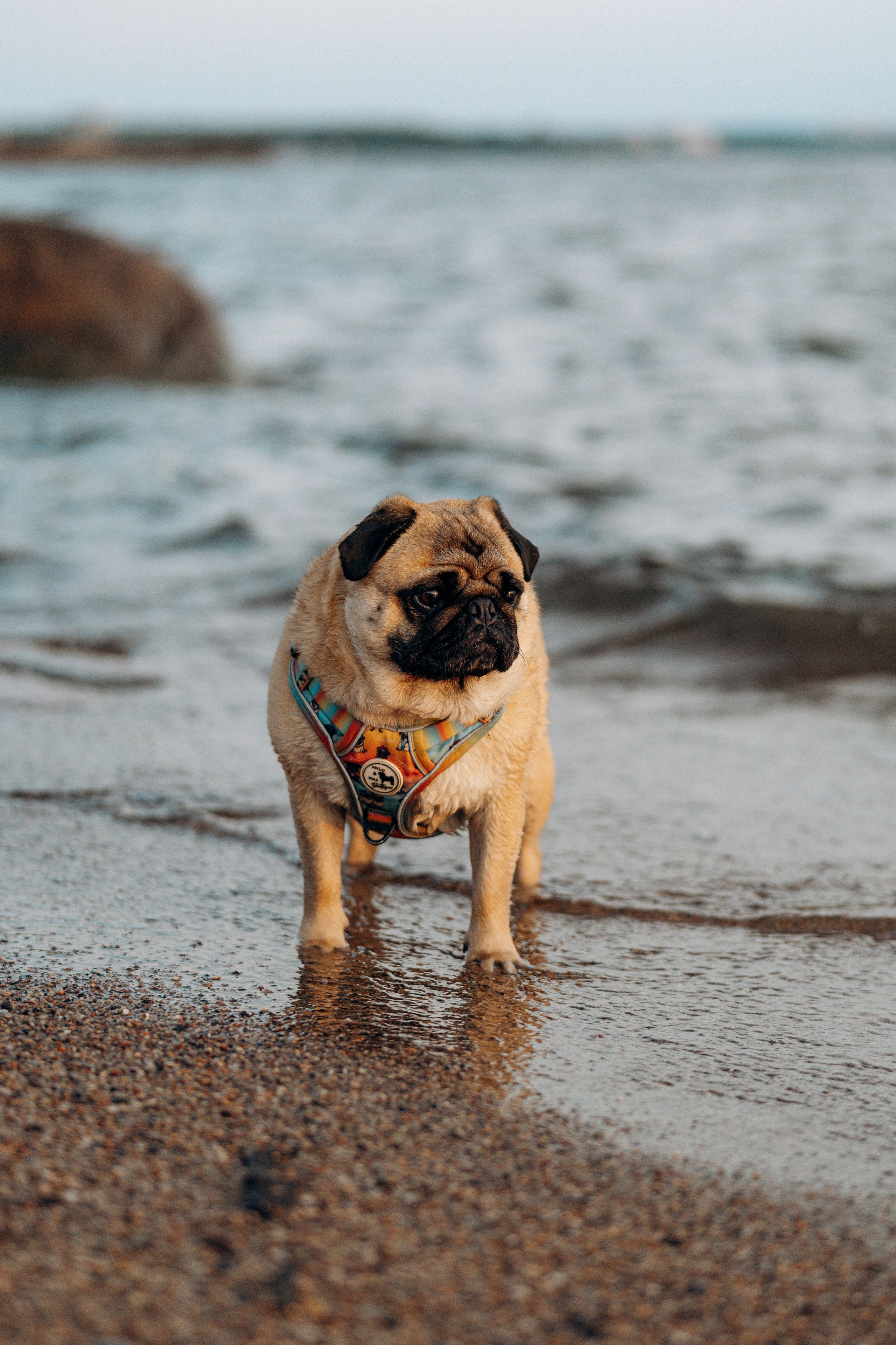 Frank, Tony, Katerina & Lev. Kat Laisaar — Pet photographer in Tallinn
