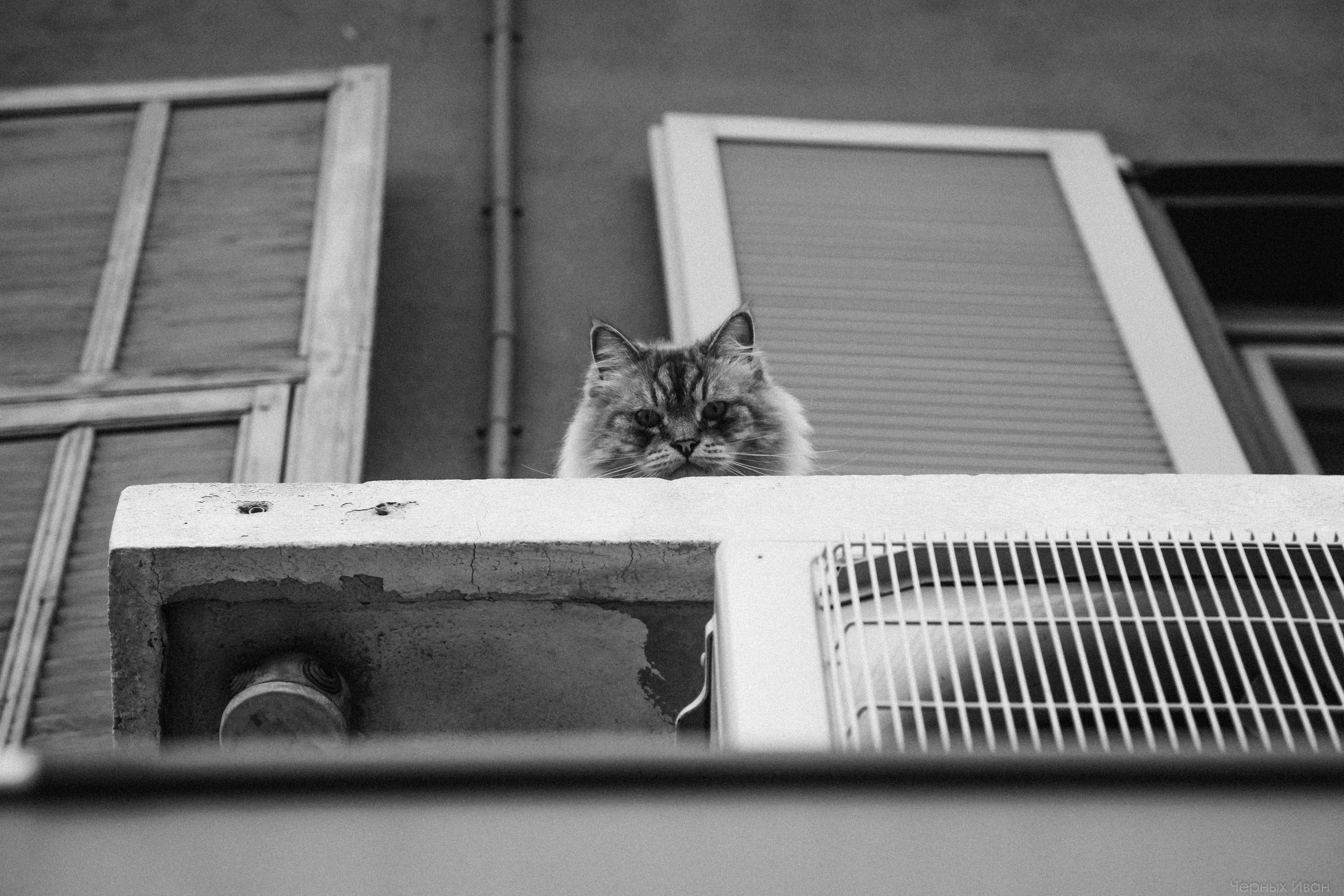 Кот шпедингера. Стрит-фотография, полная абсурда, идиотизма и красоты