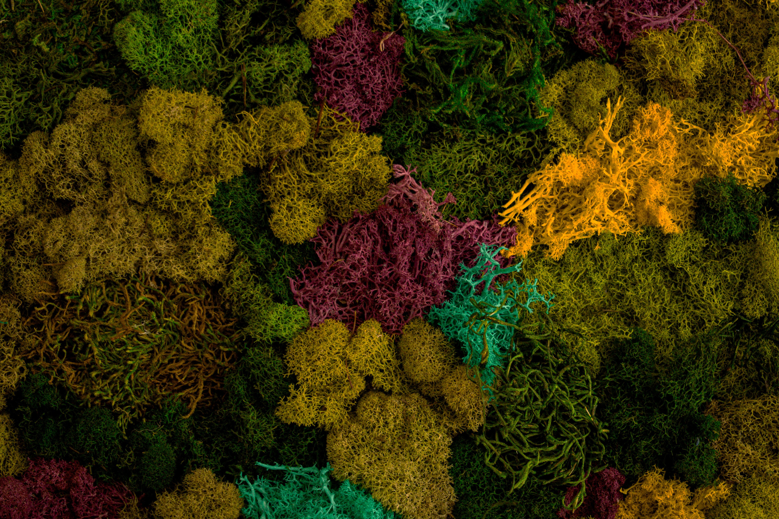 Anna & Moss magic, Content. Yana Bobrova | Artistic Photography