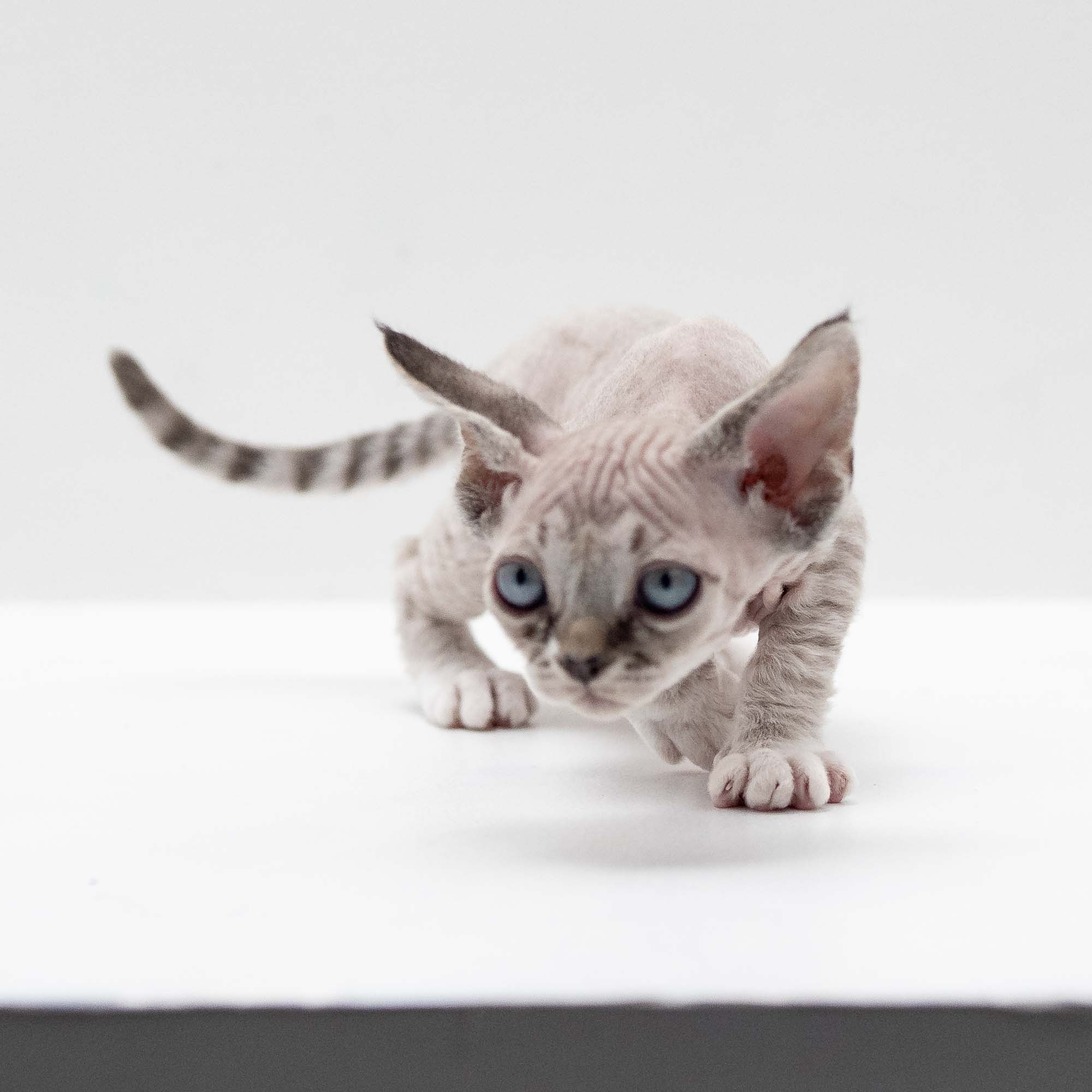 Finn,  boy, born on 01.01.25. Devon Rex Pixie Cattery