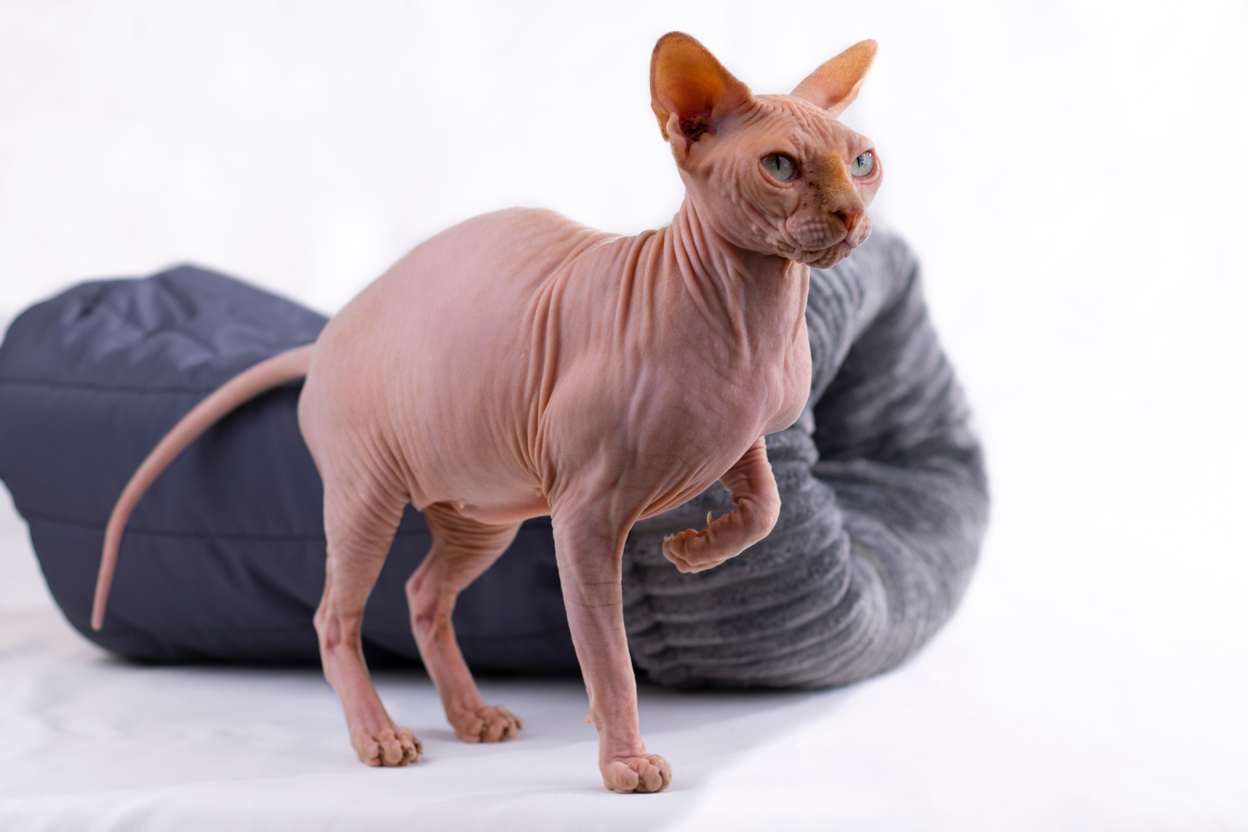 Food-and-products. Clapp Studio