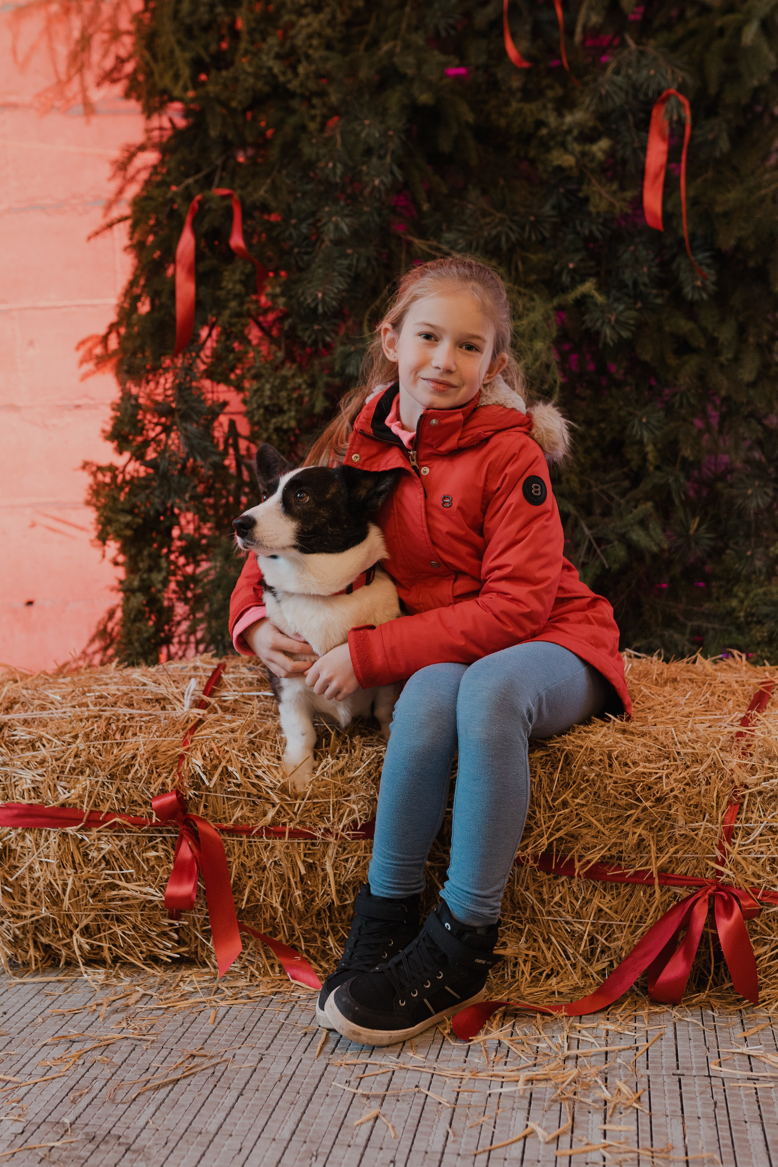 Corgi fest. Event Photography