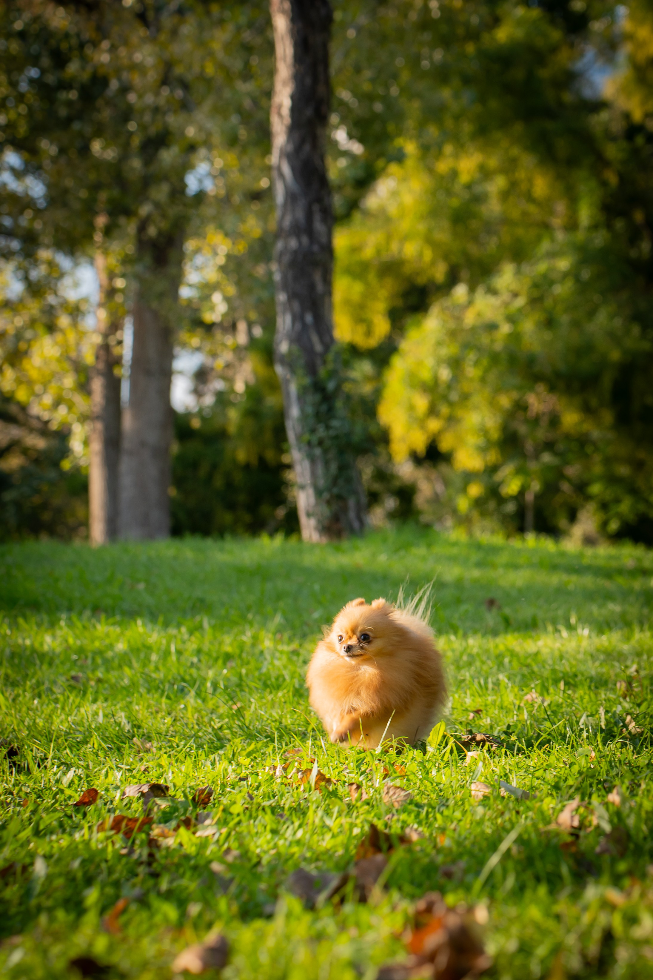Sara & Clara Haloween. Adelinne
