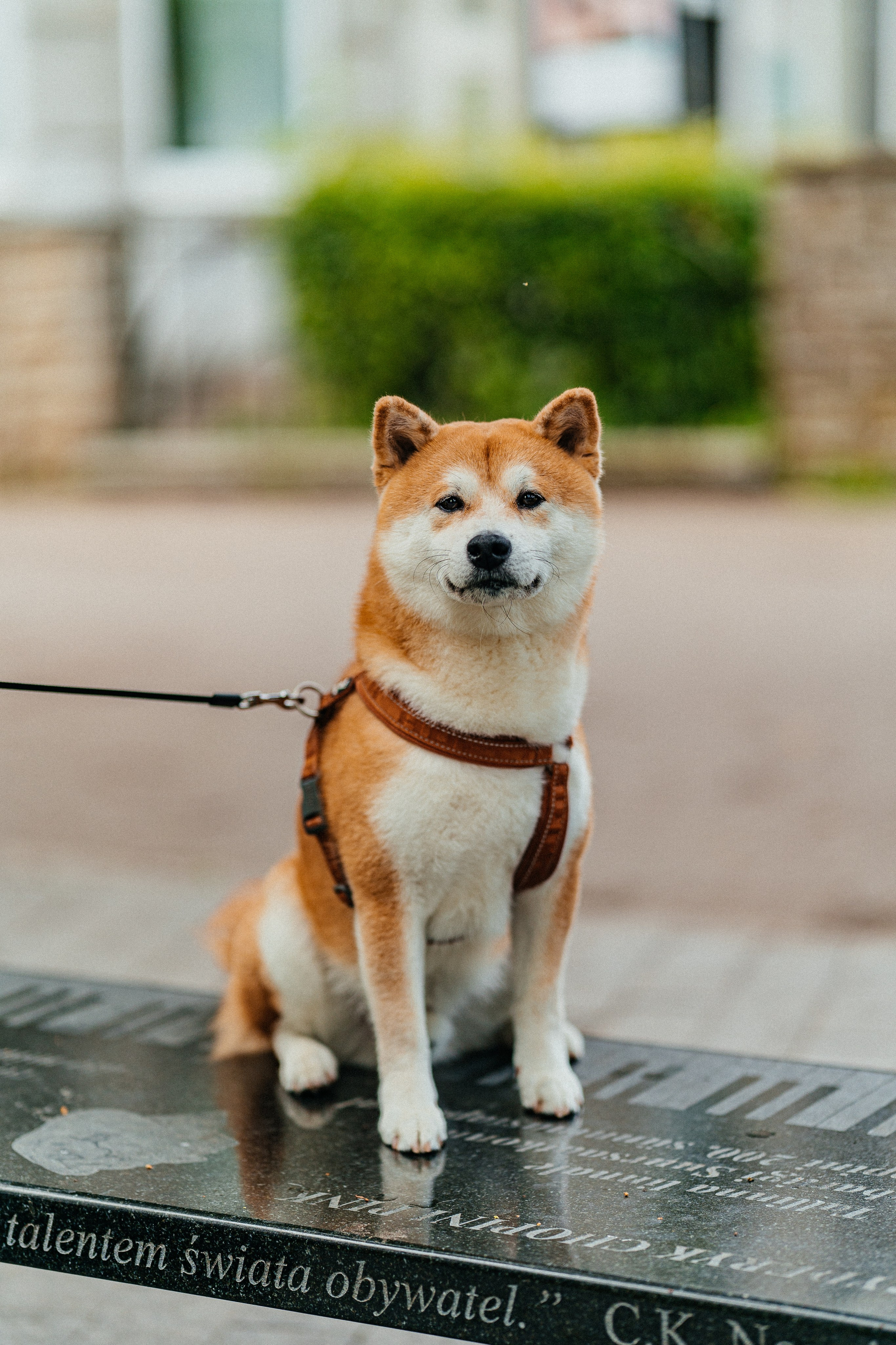 Животные. Uvarovsphoto