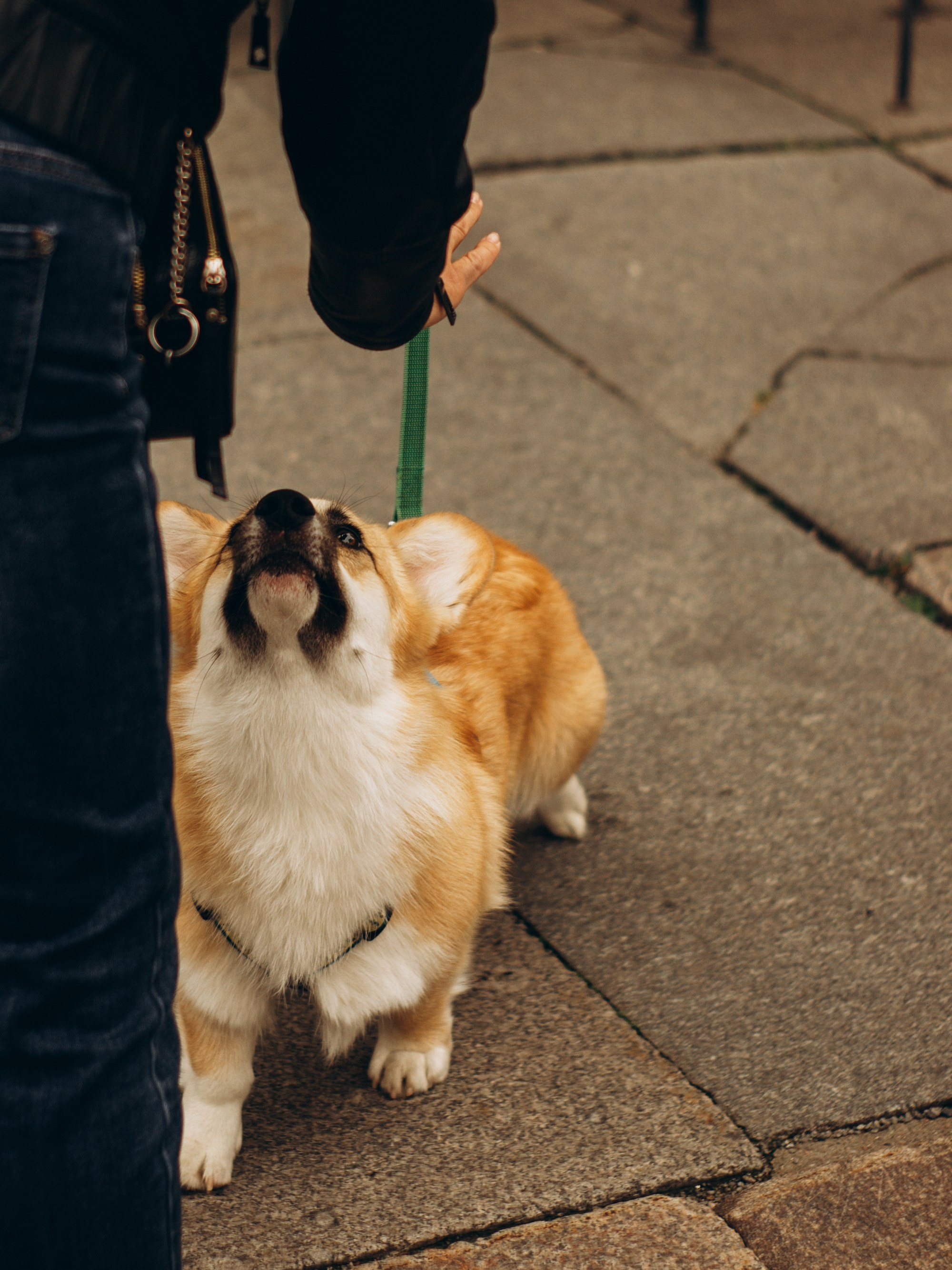 Corgi party, september. Kat Laisaar — Pet photographer in Tallinn