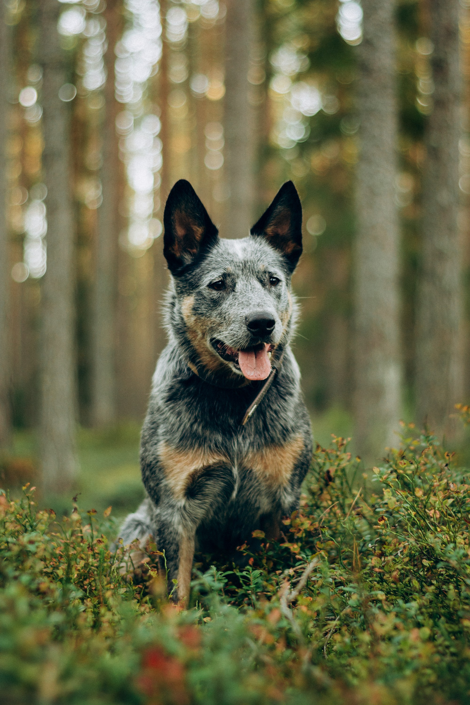 Polina and her Dakota, Blue Heeler. Kat Laisaar — Pet photographer in Tallinn