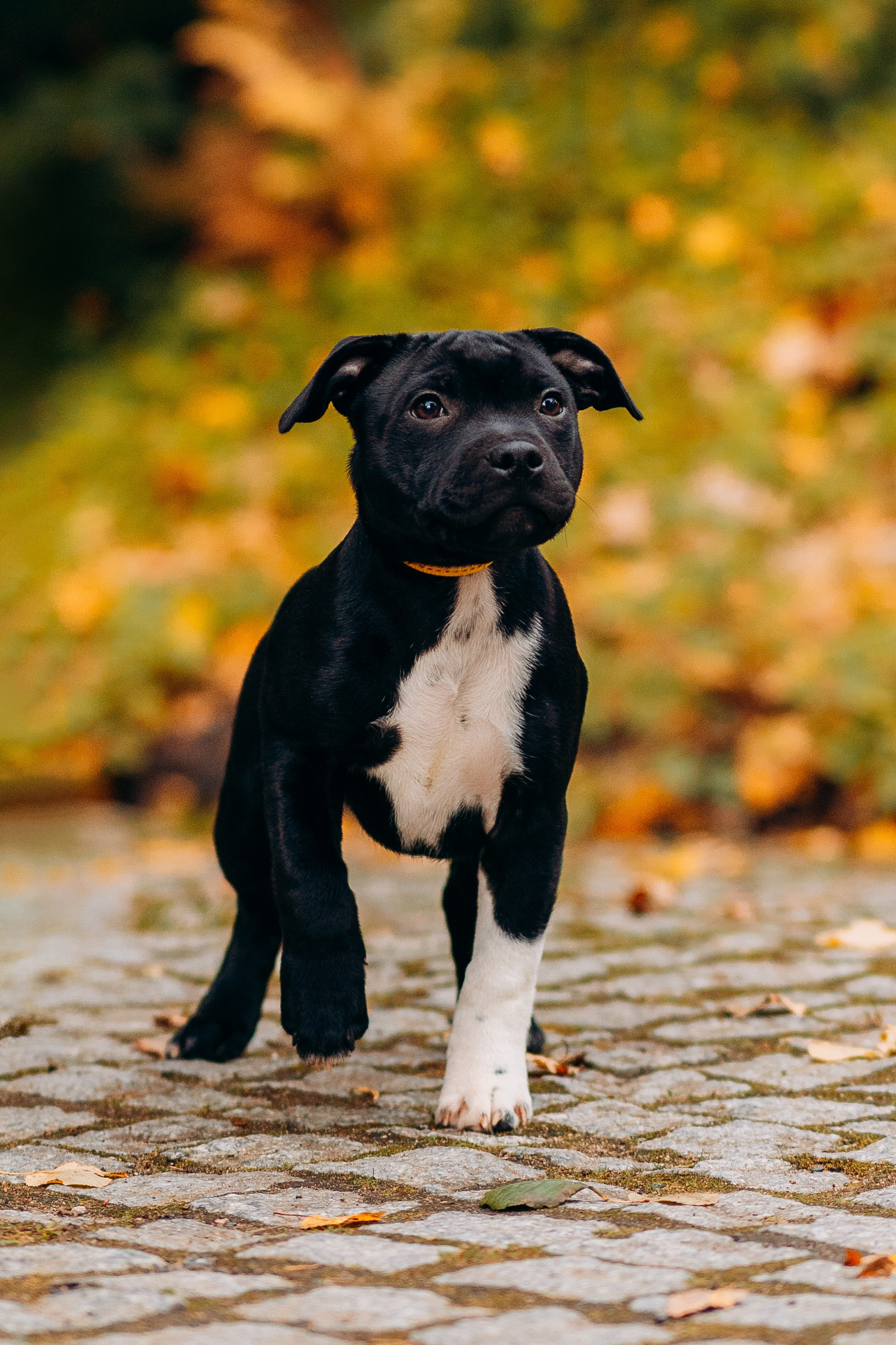 Staffordshire Bull Terriers Meetup. Kat Laisaar — Pet photographer in Tallinn
